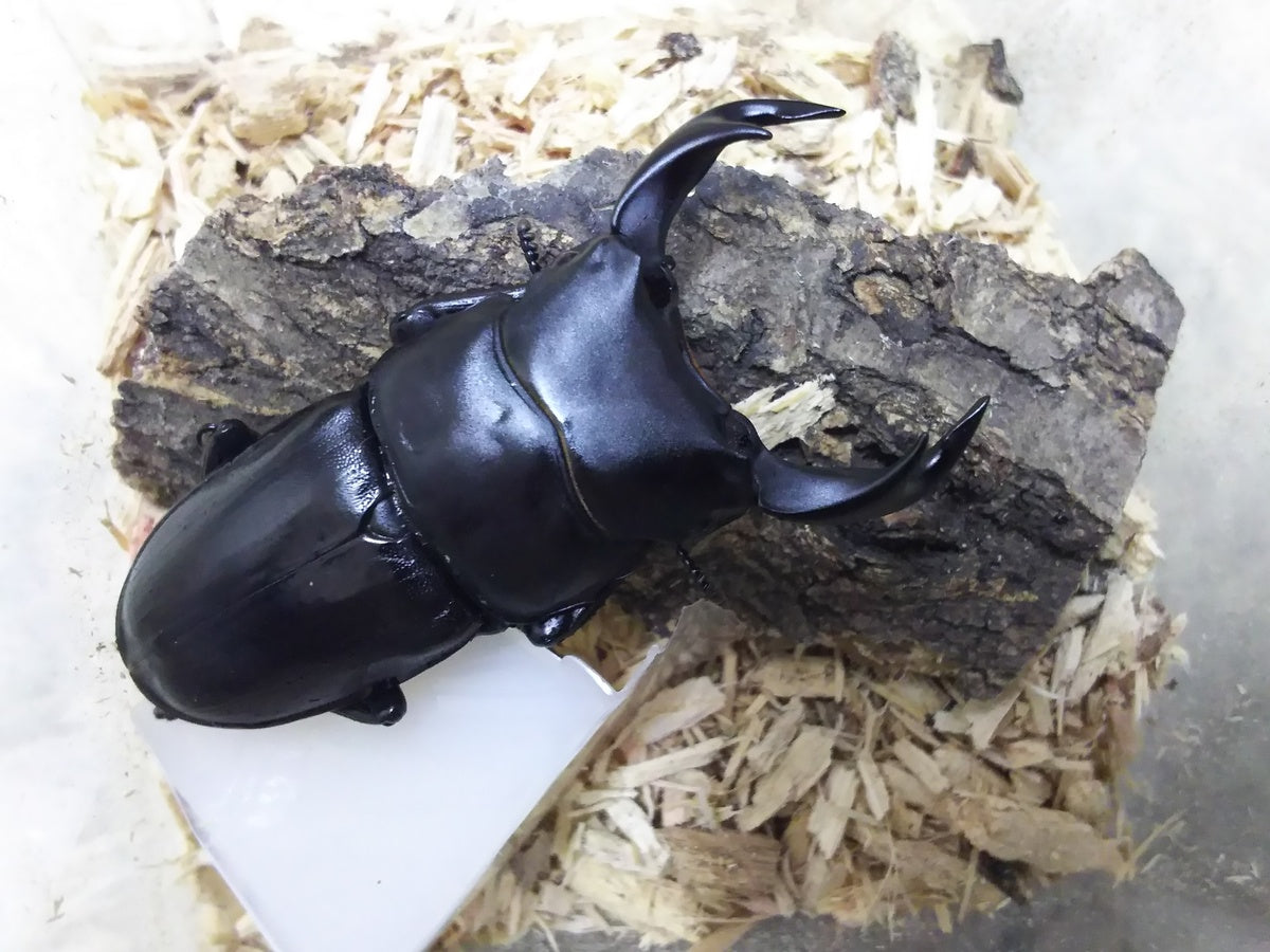 産地別国産オオクワガタ!! – クワガタムシ・カブトムシ昆虫専門店COLORS