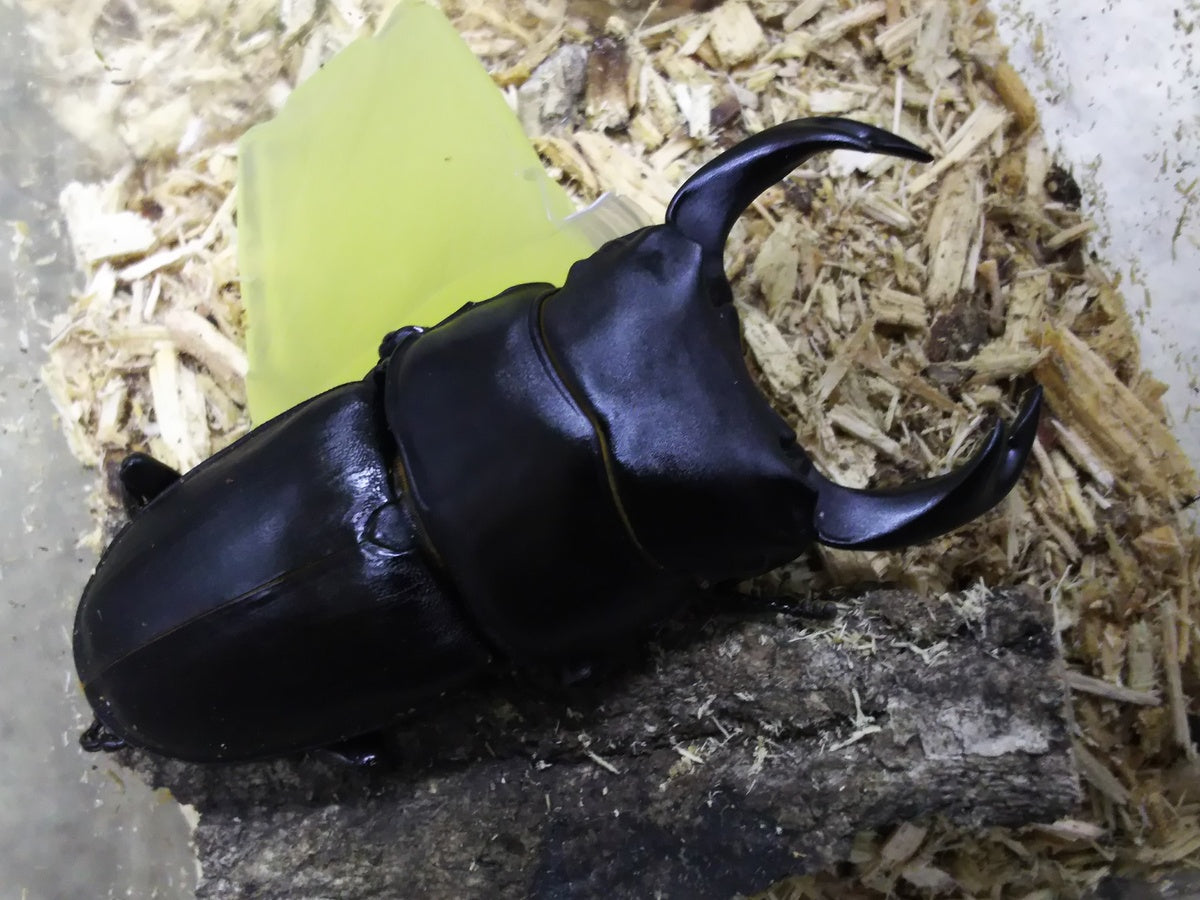 産地別国産オオクワガタ!! – クワガタムシ・カブトムシ昆虫専門店COLORS