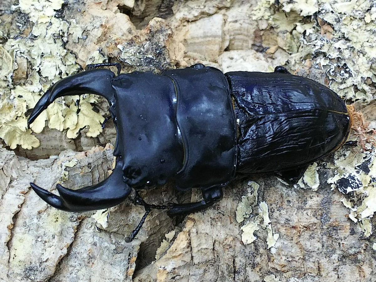 初代怪物華王!! – クワガタムシ・カブトムシ昆虫専門店COLORS