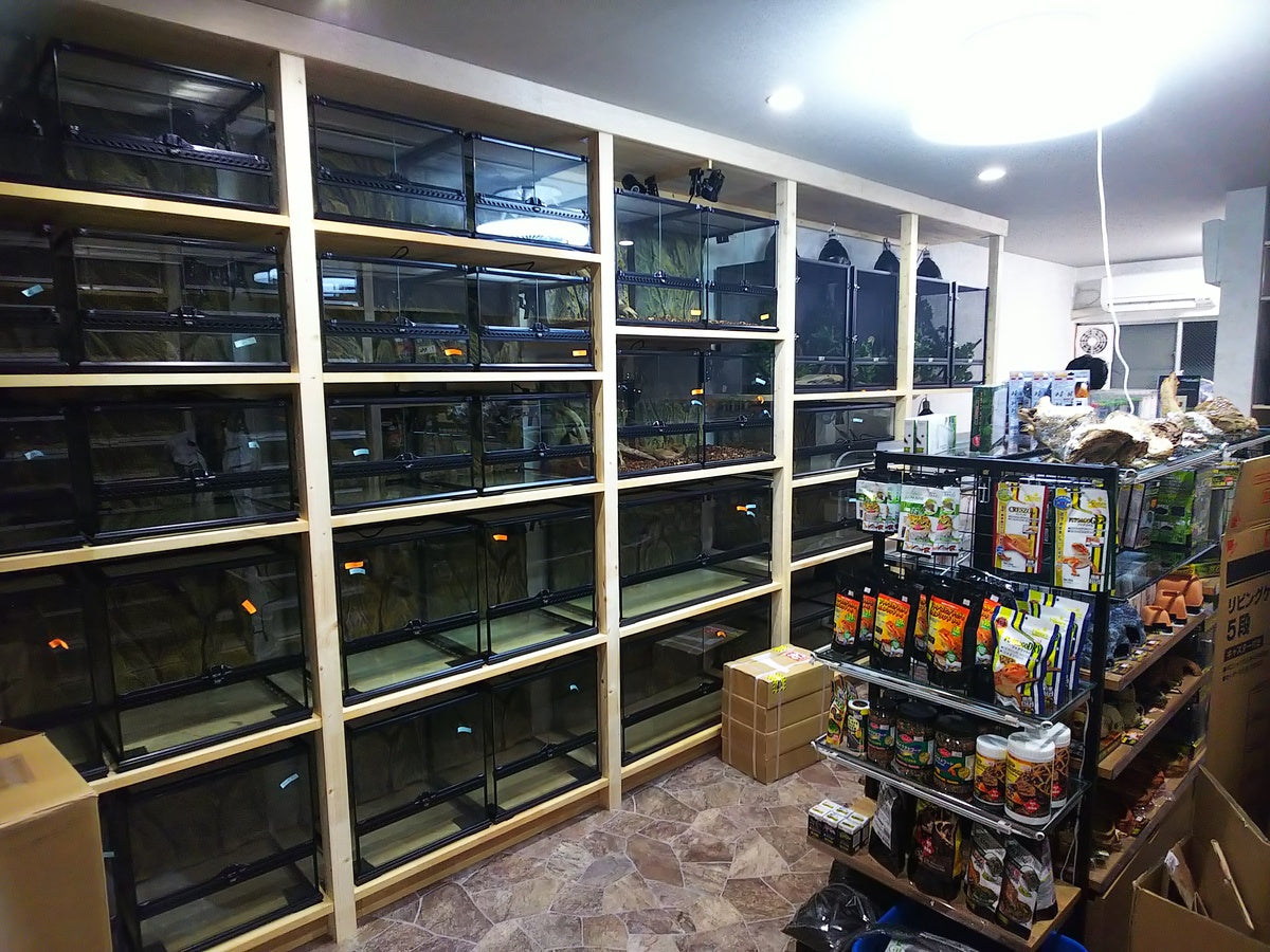 爬虫類ショップCOLORSオープン日決定!! – クワガタムシ・カブトムシ