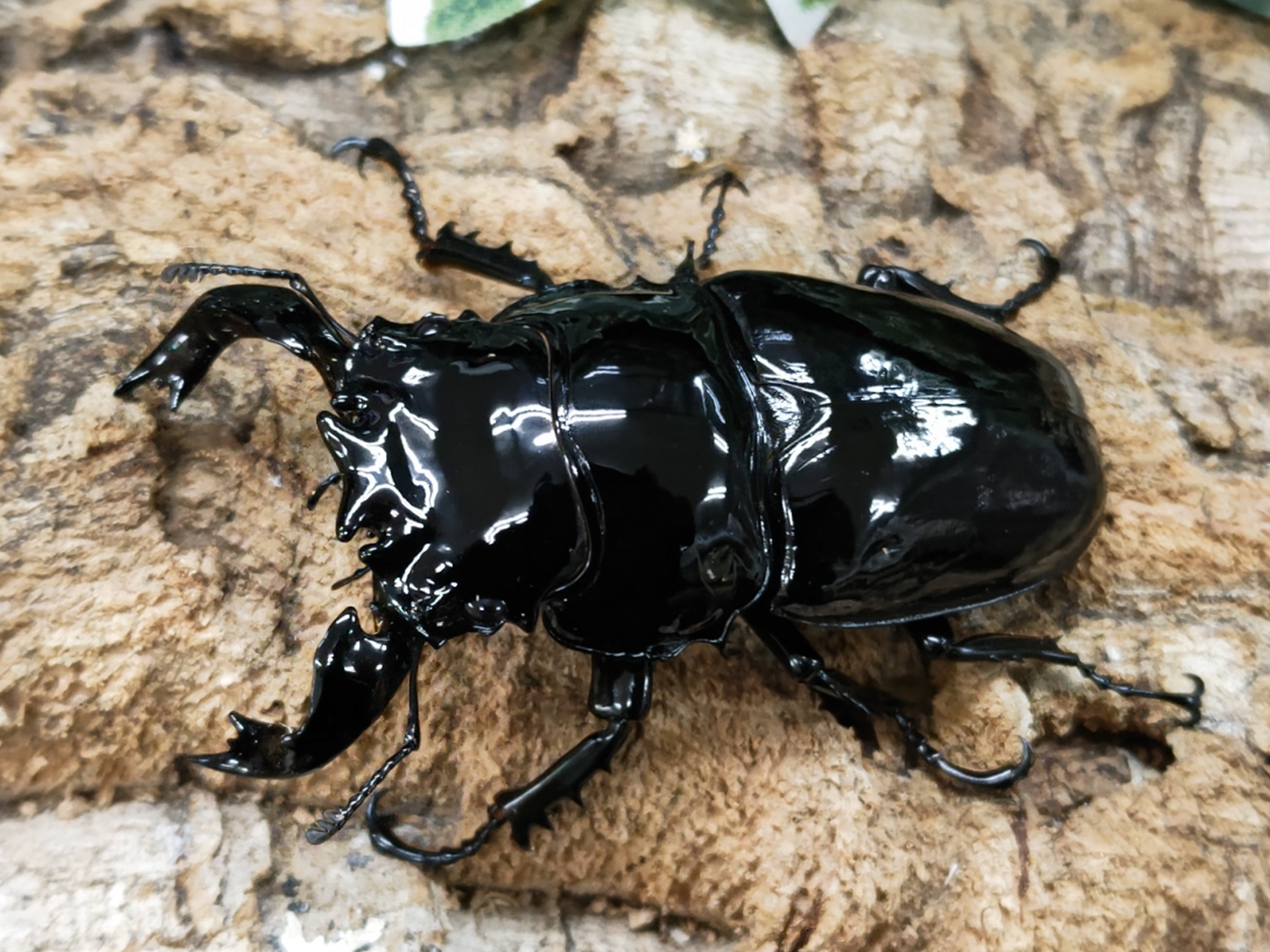 2022.11.18.新入荷!! – クワガタムシ・カブトムシ昆虫専門店COLORS
