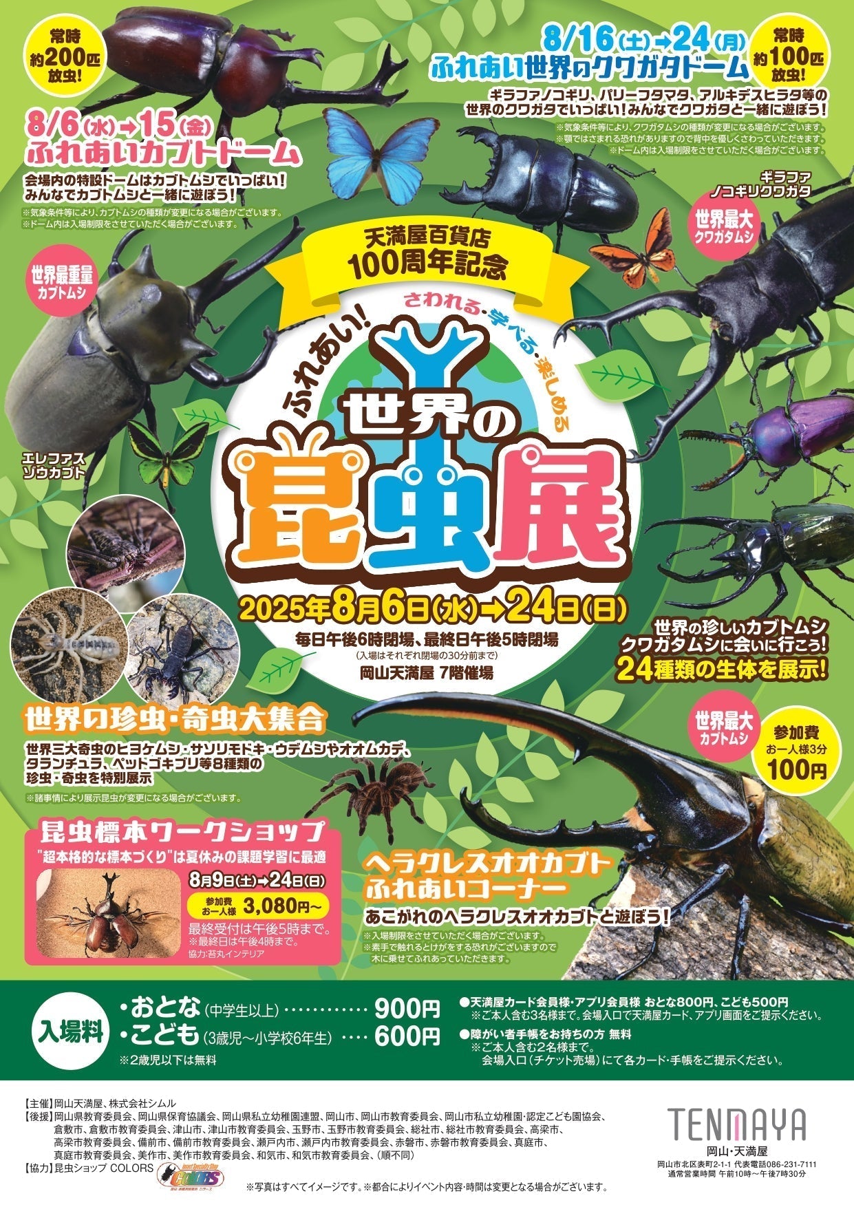 天満屋百貨店100周年記念!世界の昆虫展開催!! – クワガタムシ