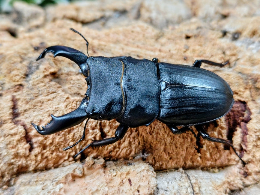 2025.11.29.新入荷!! – クワガタムシ・カブトムシ昆虫専門店COLORS