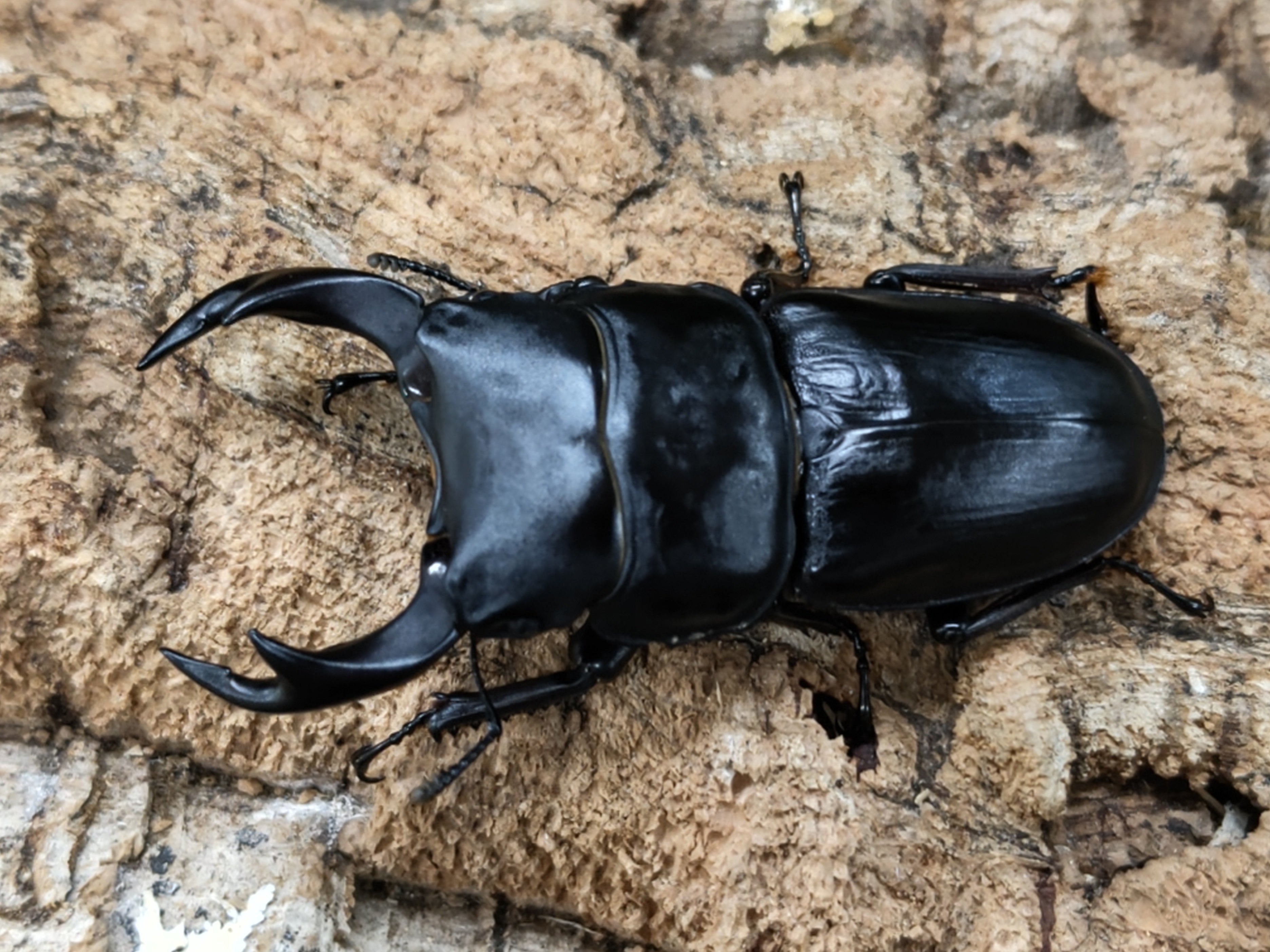 2022.6.26.新入荷!! – クワガタムシ・カブトムシ昆虫専門店COLORS