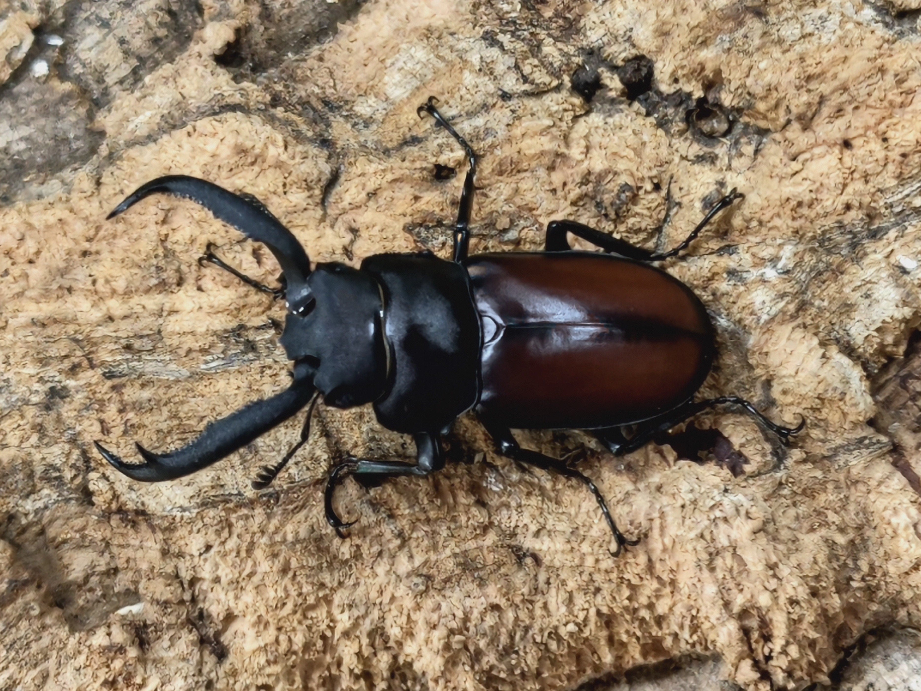 ベトナム産　マイシカクワガタ　45mm ベトナム産 マイシカクワガタ 45mm