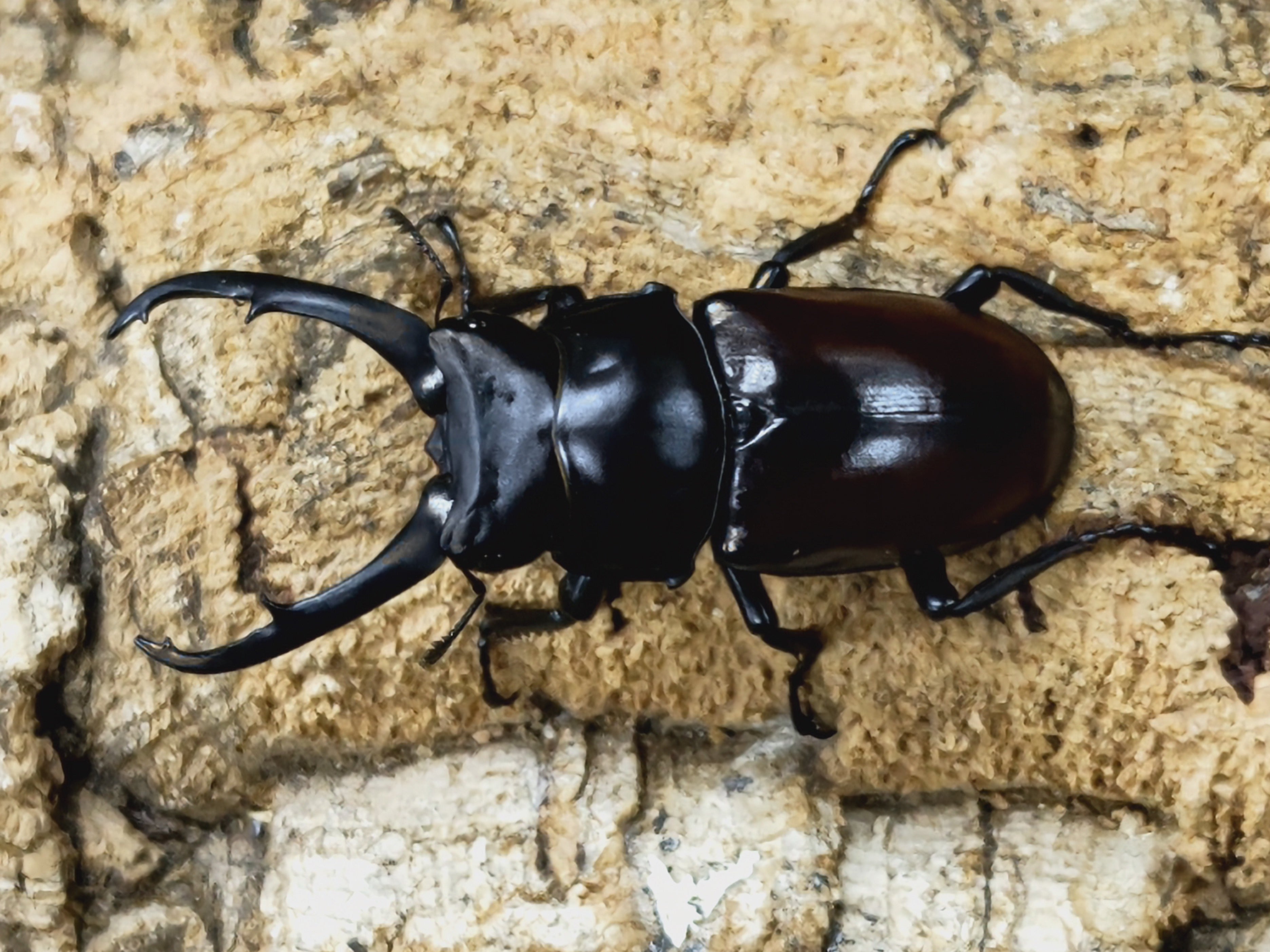 ６月１日まで限定セール 昆虫標本　クワガタムシ オオクワガタ♂62mm＋♀44mm（クワガタ標本） : オオクワ京都