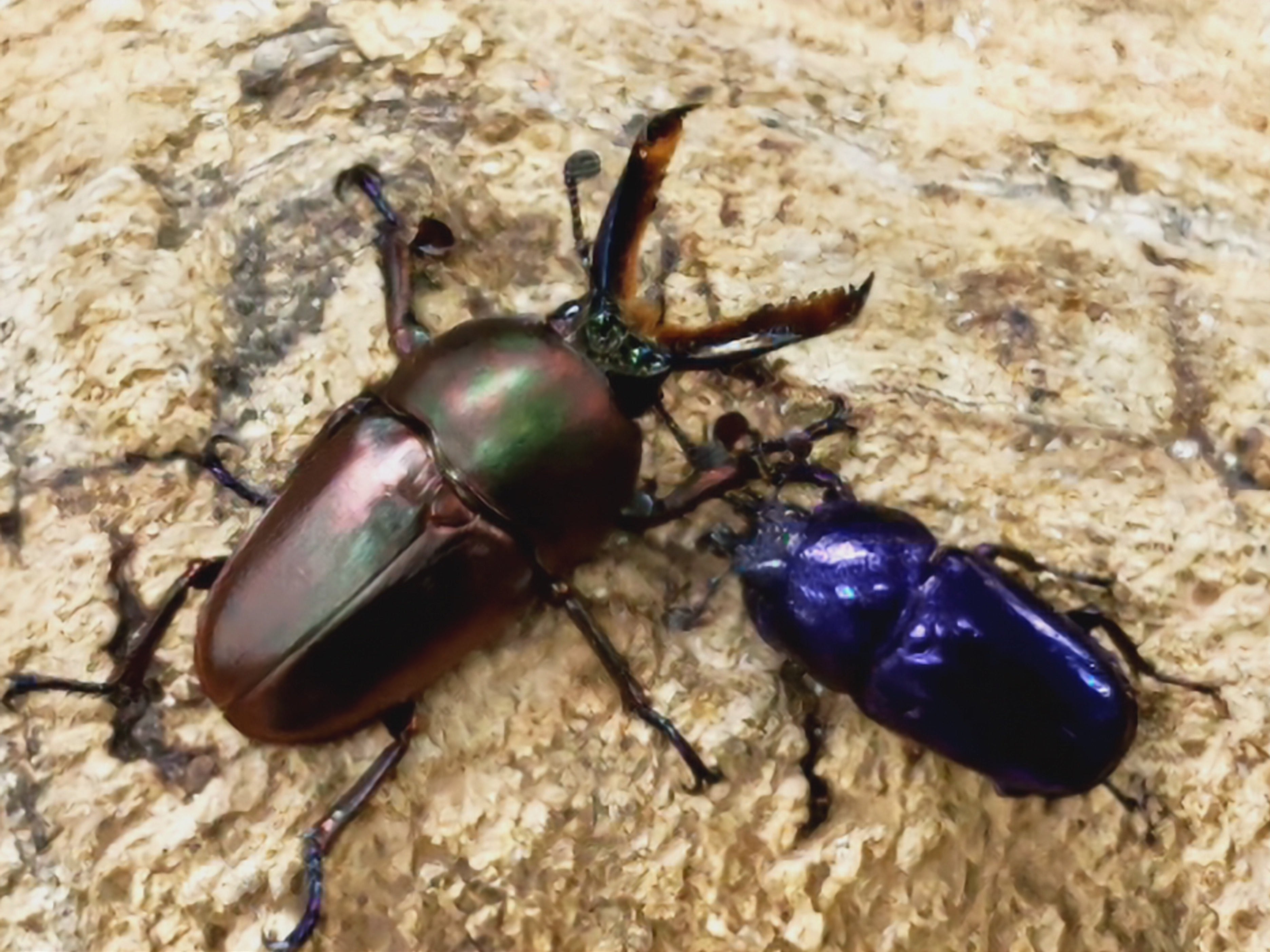 2023.6.8.新入荷!! – クワガタムシ・カブトムシ昆虫専門店COLORS