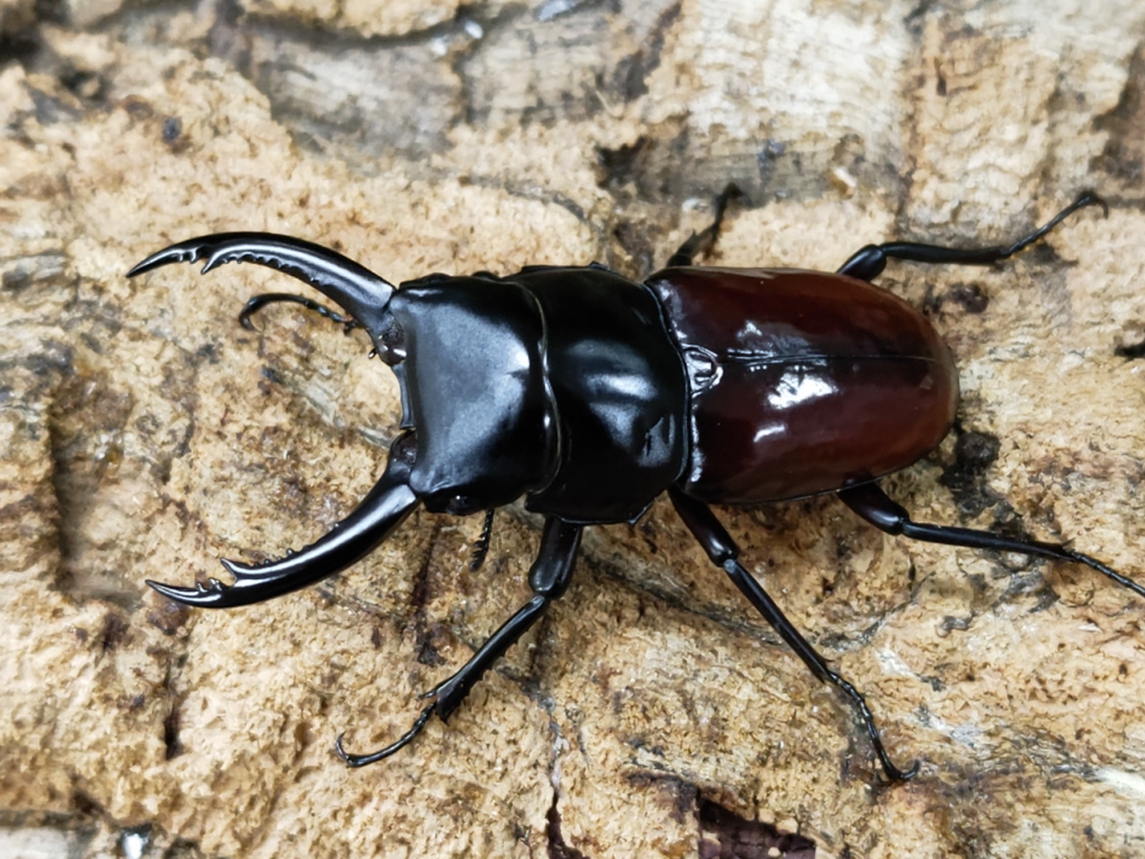 2023.9.28.新入荷!! – クワガタムシ・カブトムシ昆虫専門店COLORS
