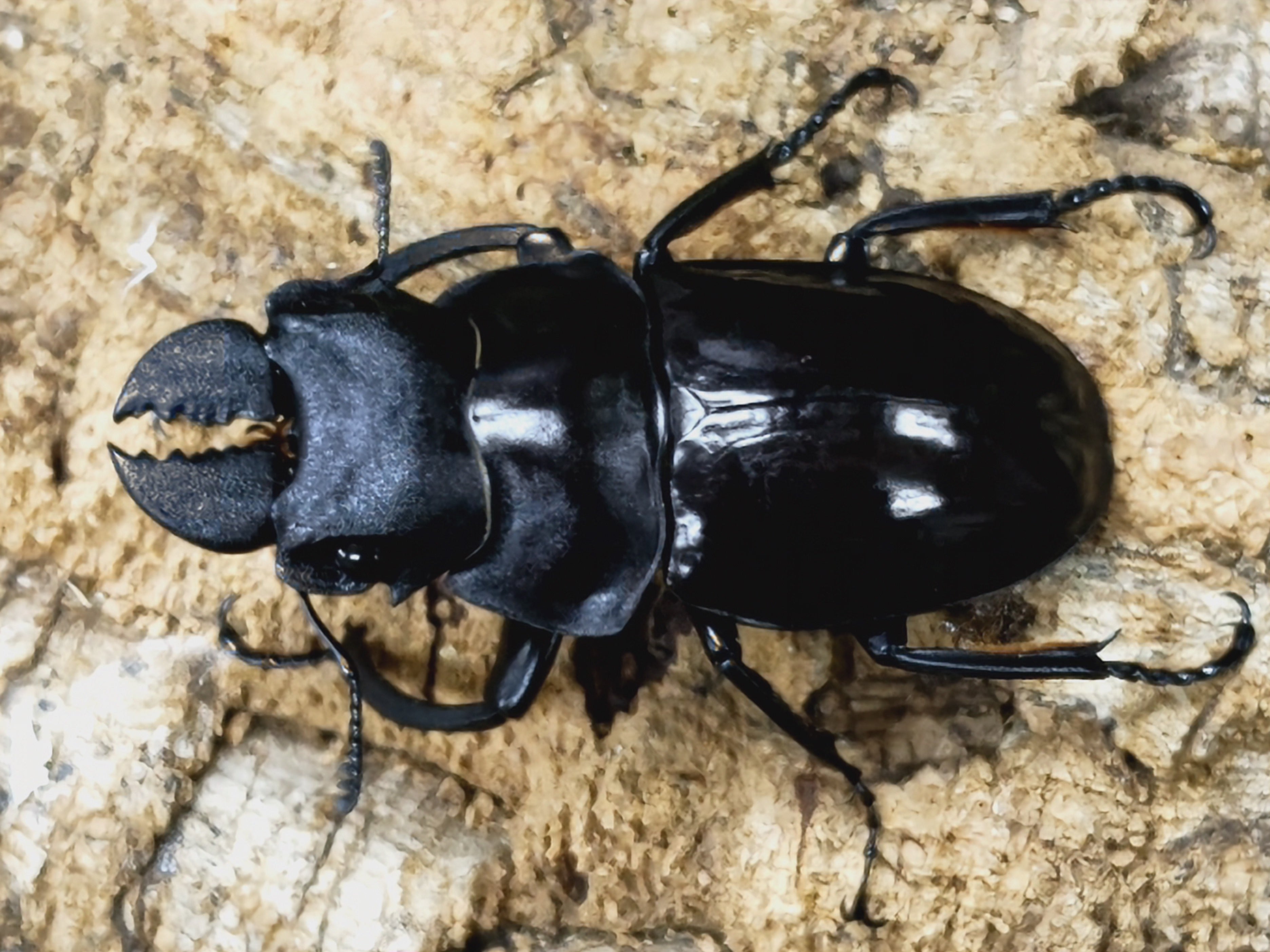 2024.1.20.新入荷!! – クワガタムシ・カブトムシ昆虫専門店COLORS