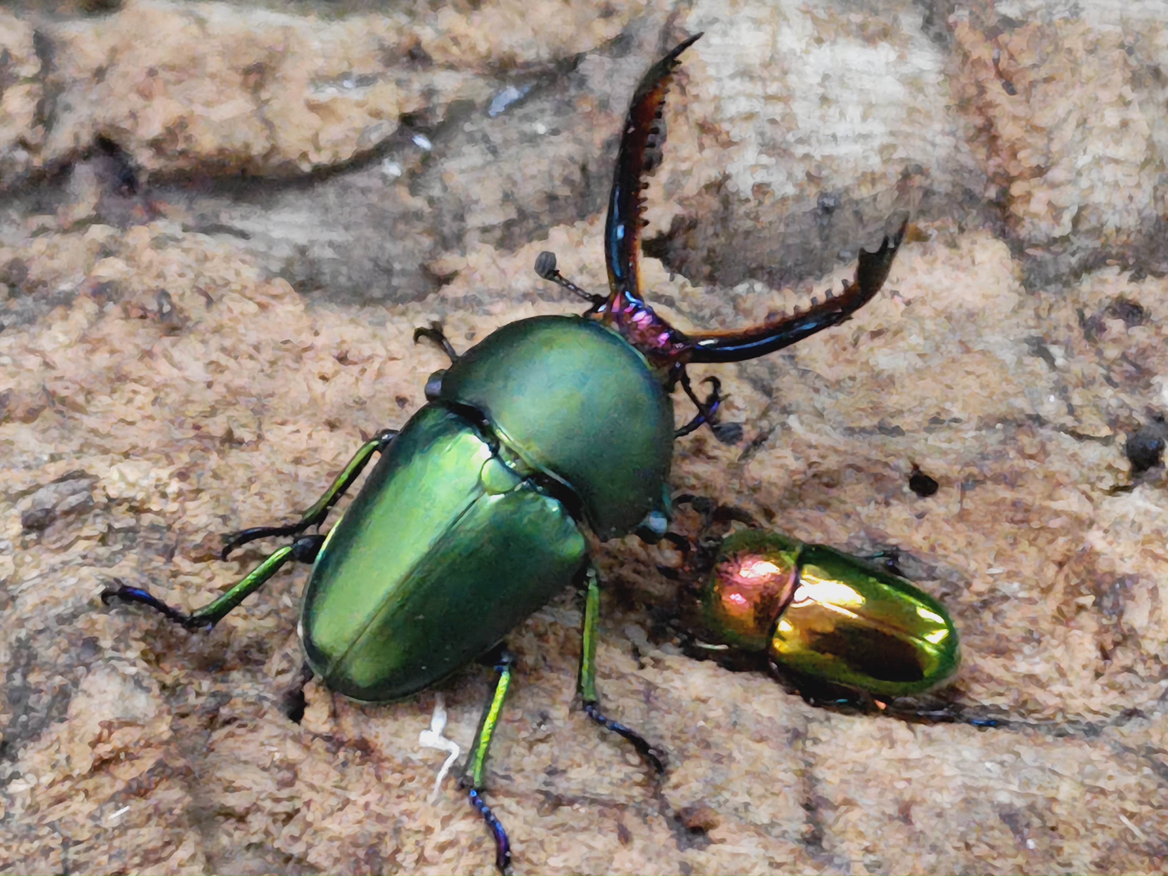 2024.3.17.新入荷!! – クワガタムシ・カブトムシ昆虫専門店COLORS