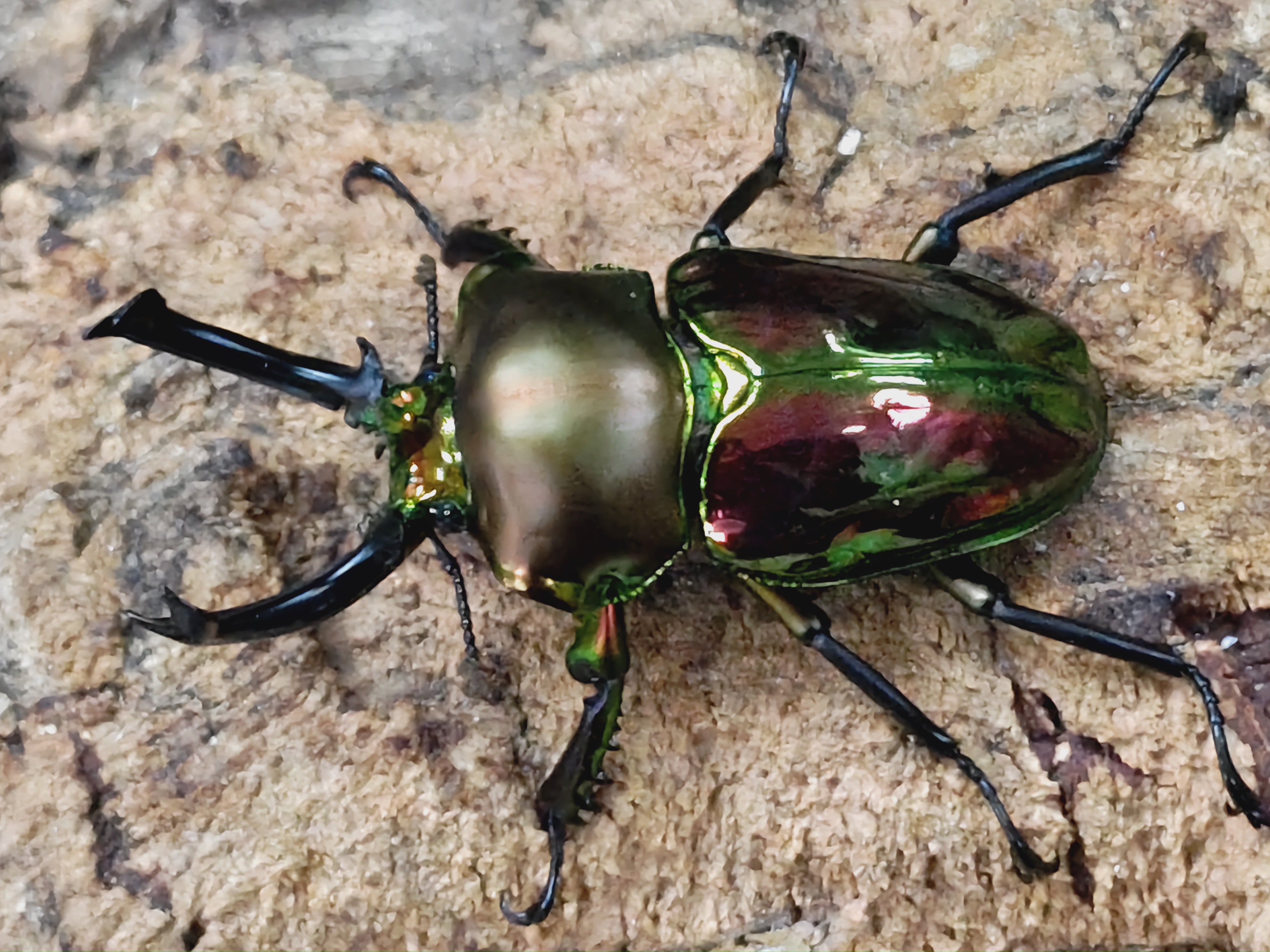 2024.4.25.新入荷!! – クワガタムシ・カブトムシ昆虫専門店COLORS