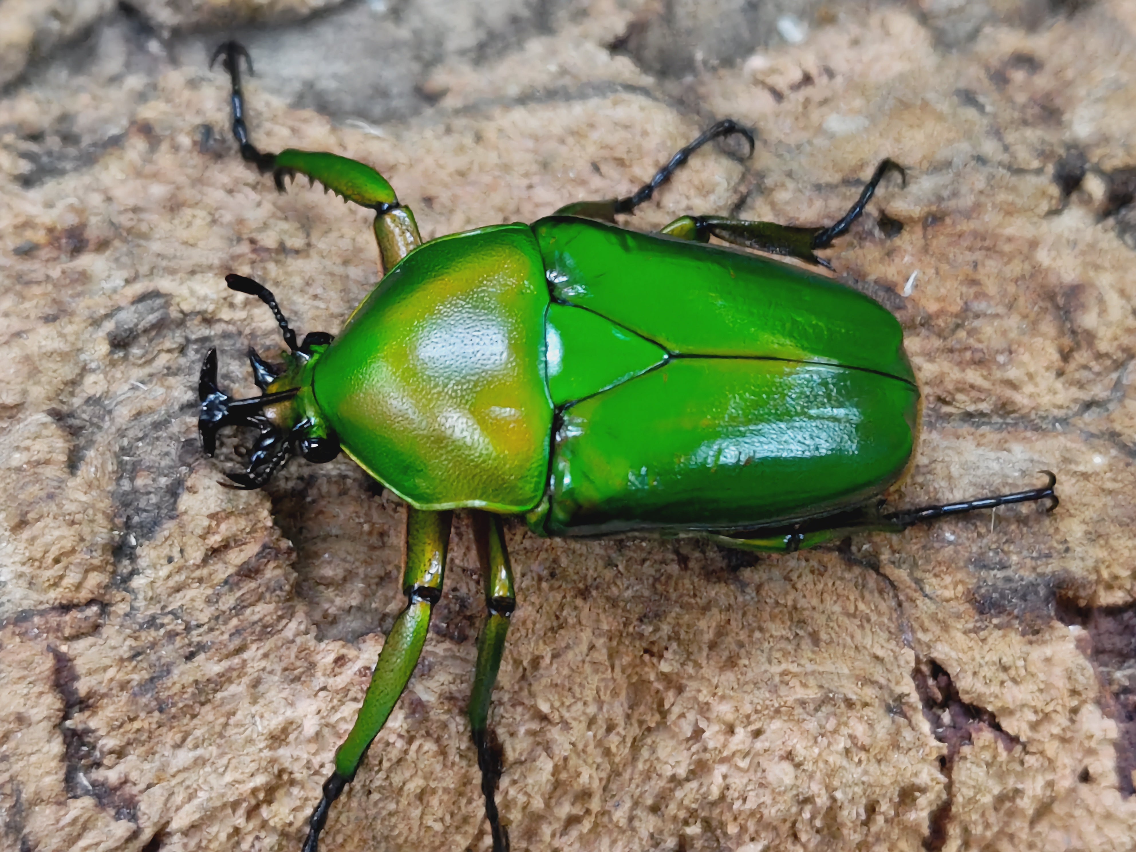 2024.5.5.新入荷!! – クワガタムシ・カブトムシ昆虫専門店COLORS