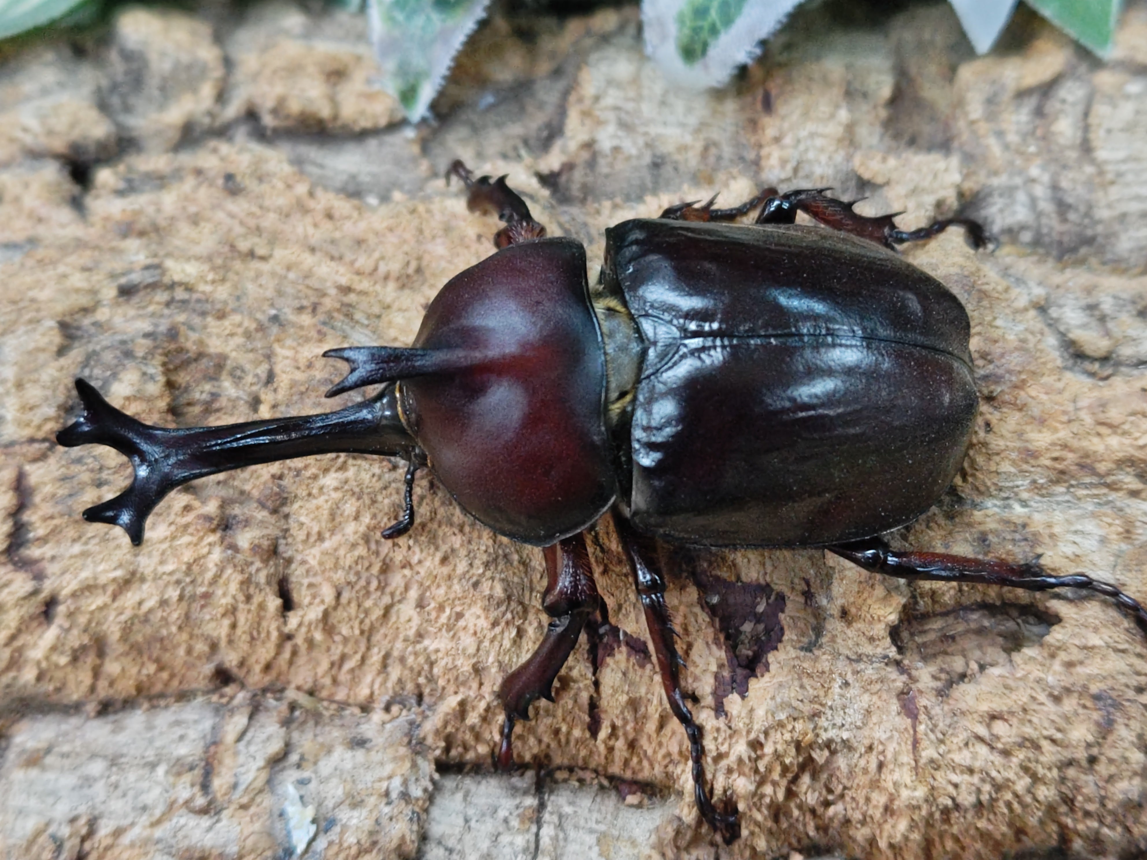 2024.6.9.新入荷!! – クワガタムシ・カブトムシ昆虫専門店COLORS