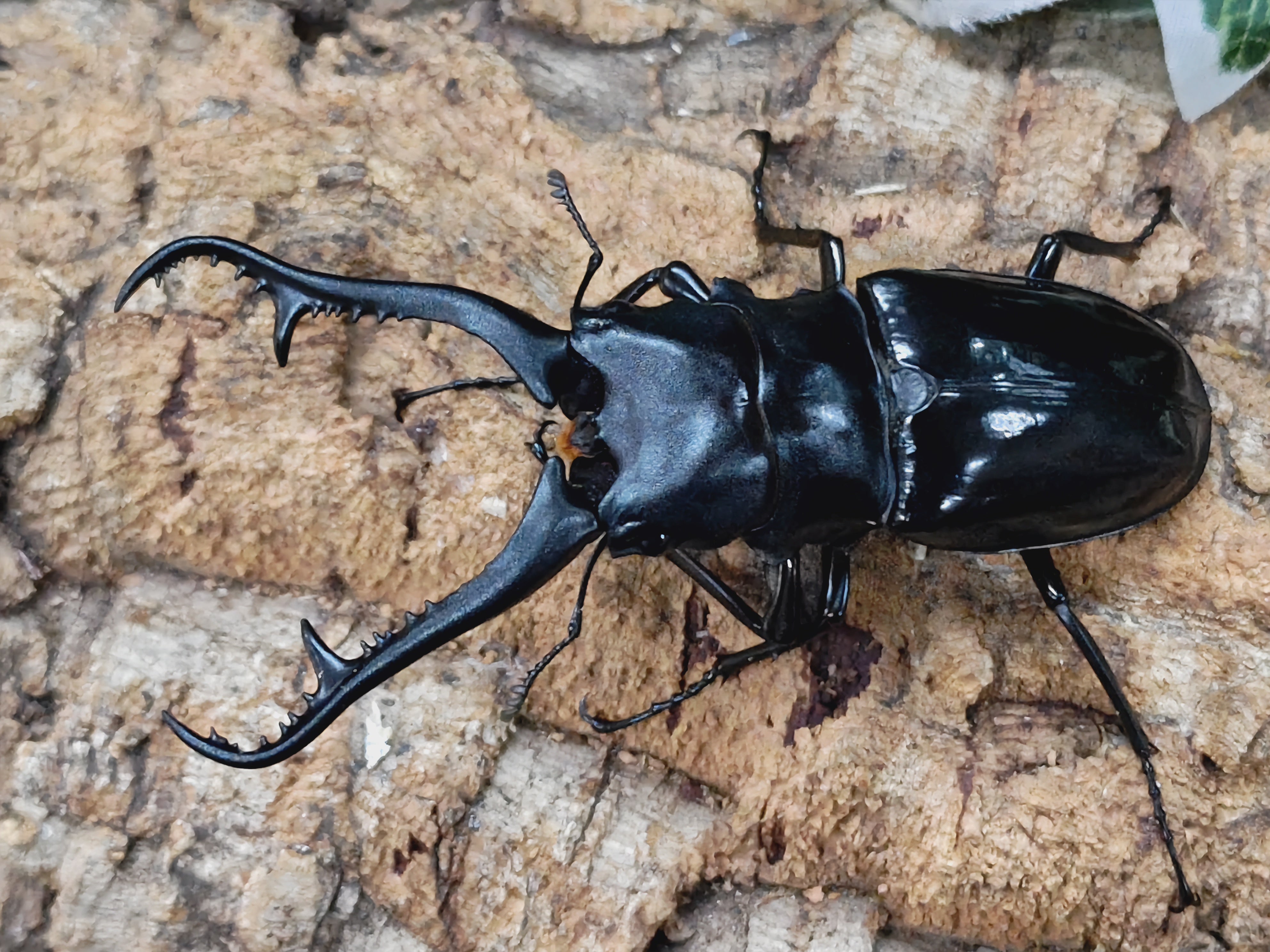 ６月１日まで限定セール 昆虫標本　クワガタムシ 2024.6.15.新入荷!! – クワガタムシ・カブトムシ昆虫専門店COLORS