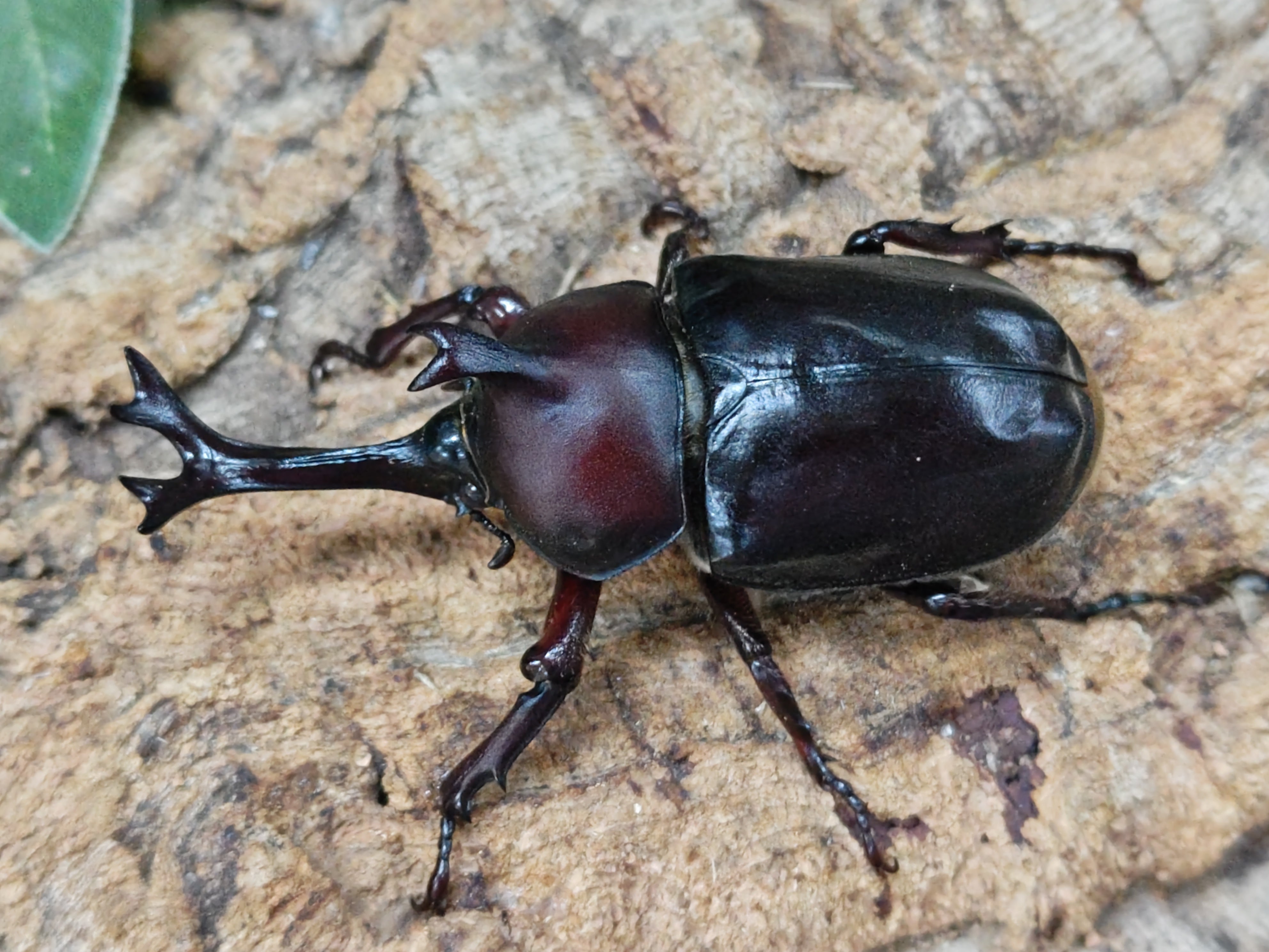 昆虫標本 カブトムシ クワガタムシ コガネムシ 壁掛け 昆虫標本 カブトムシ クワガタムシ コガネムシ 壁掛け 標本 - 標本