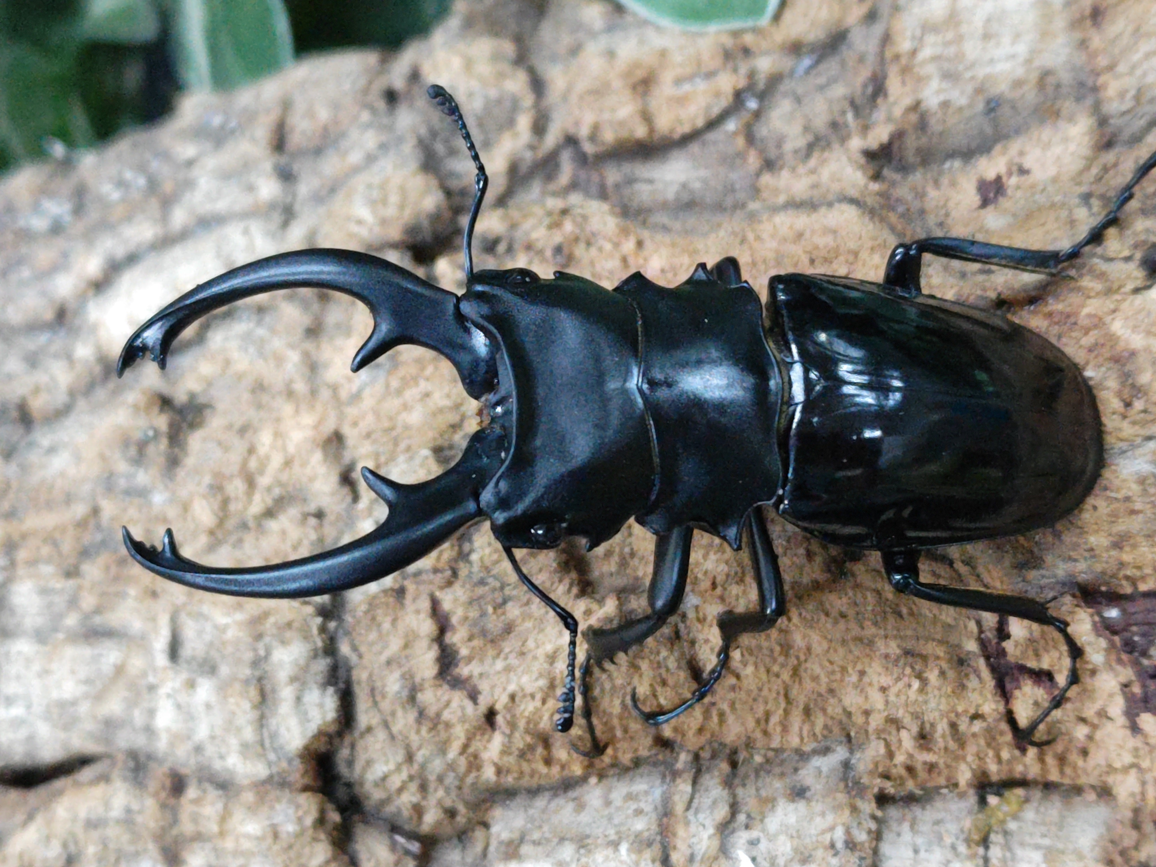 2024.8.3.新入荷!! – クワガタムシ・カブトムシ昆虫専門店COLORS