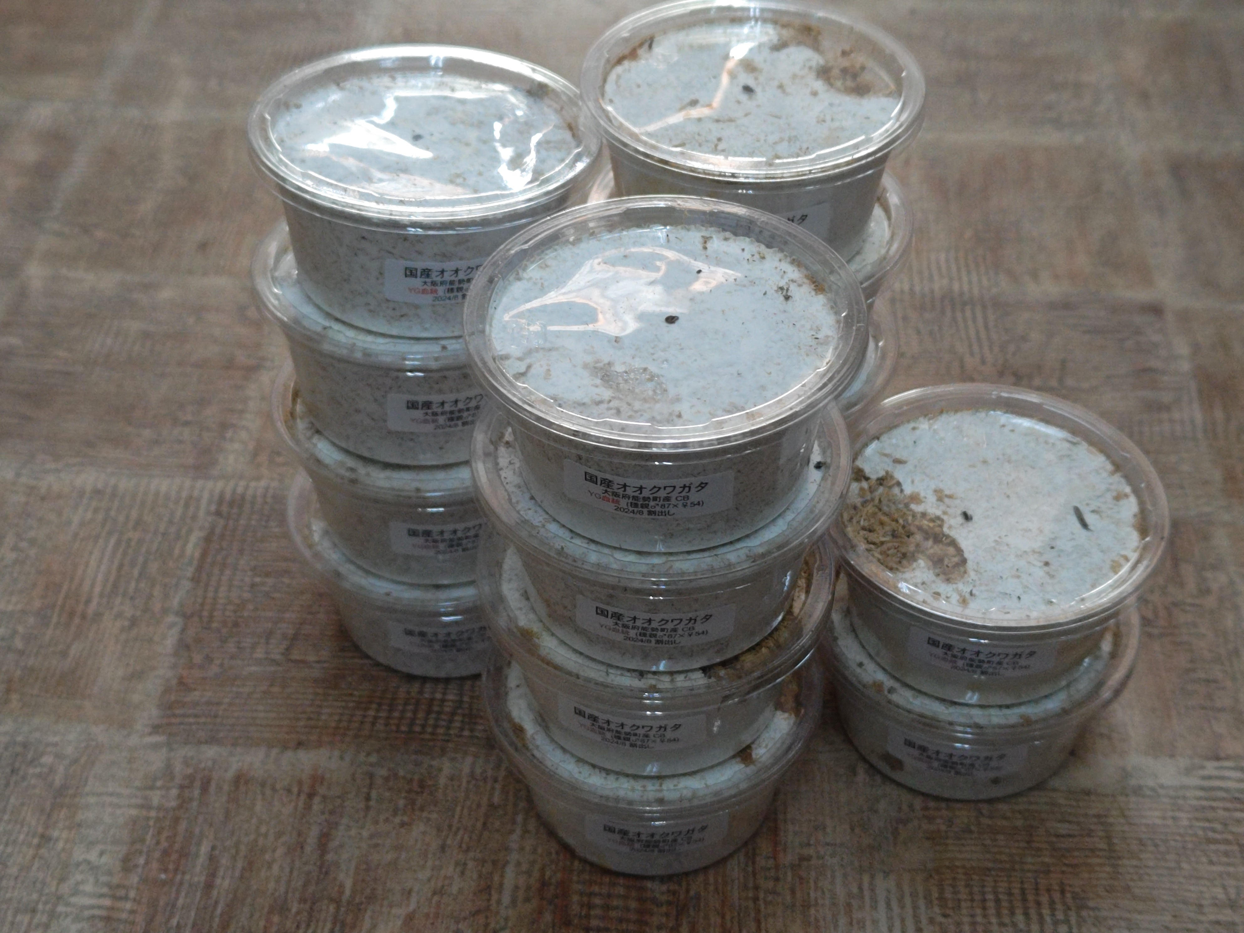 ブラジル産 オオズクワガタ yellow form ♂29mm