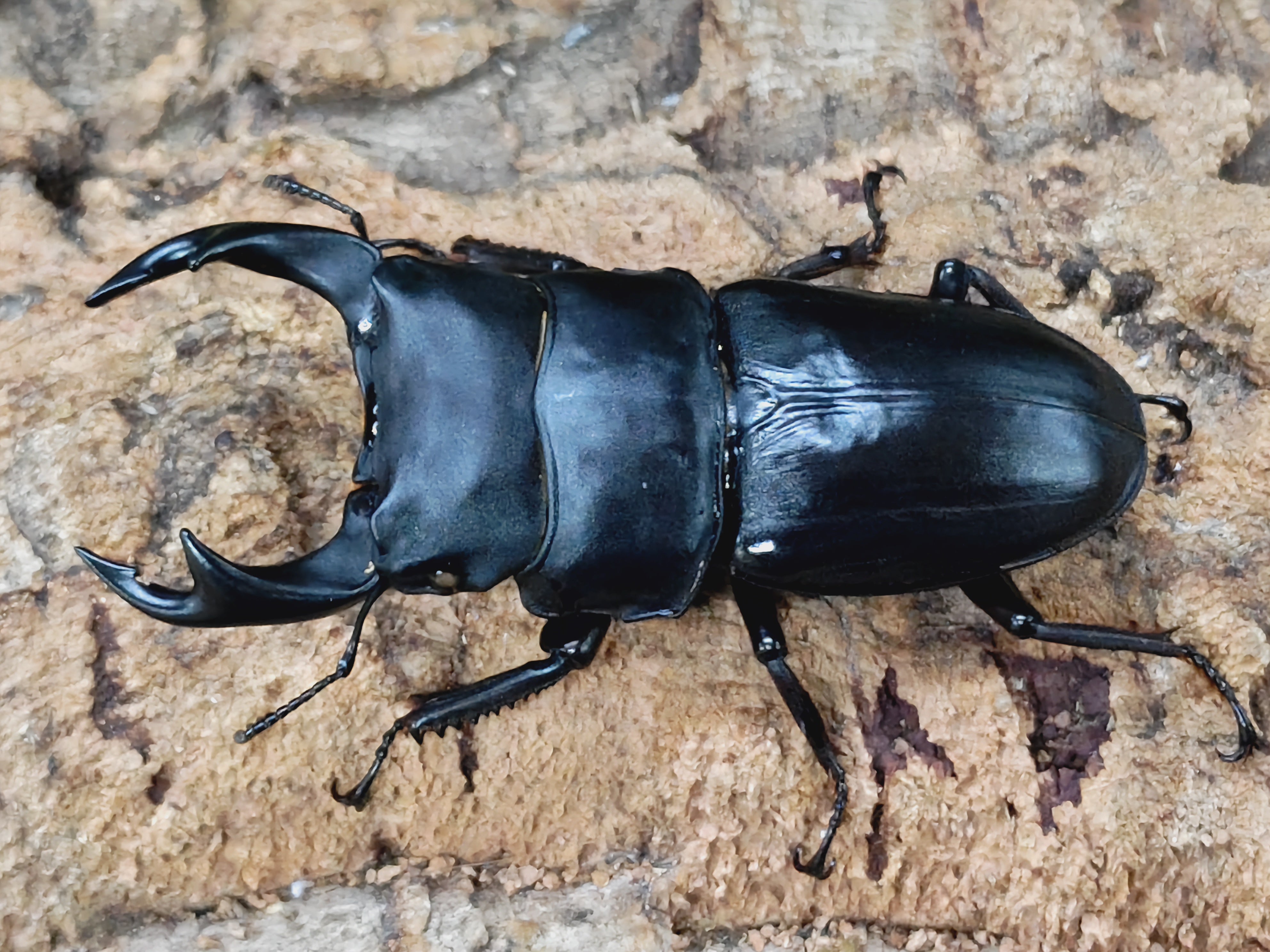 2410010001_75.jpg?v=1727676553