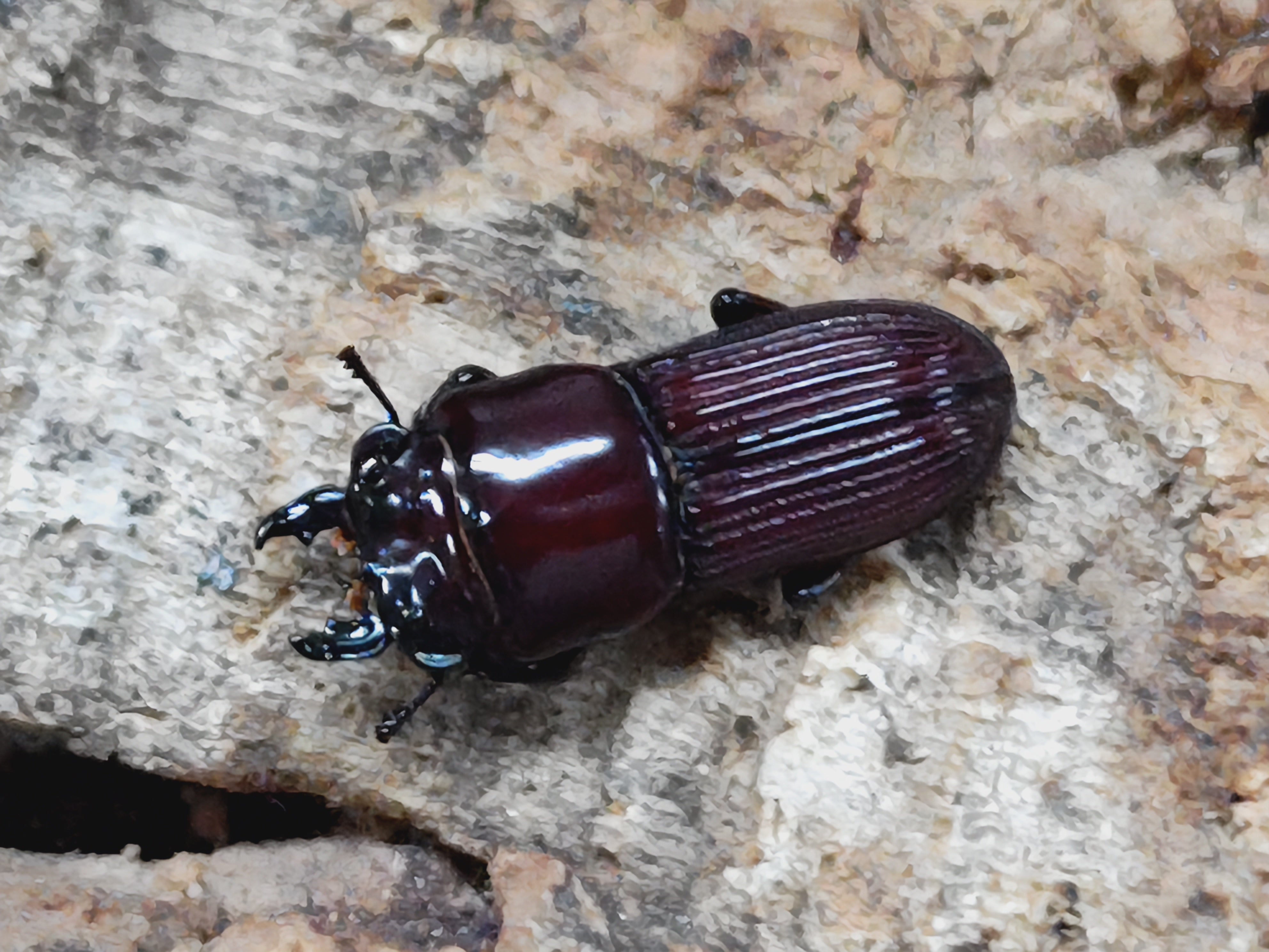 2025.6.19.新入荷!! – クワガタムシ・カブトムシ昆虫専門店COLORS