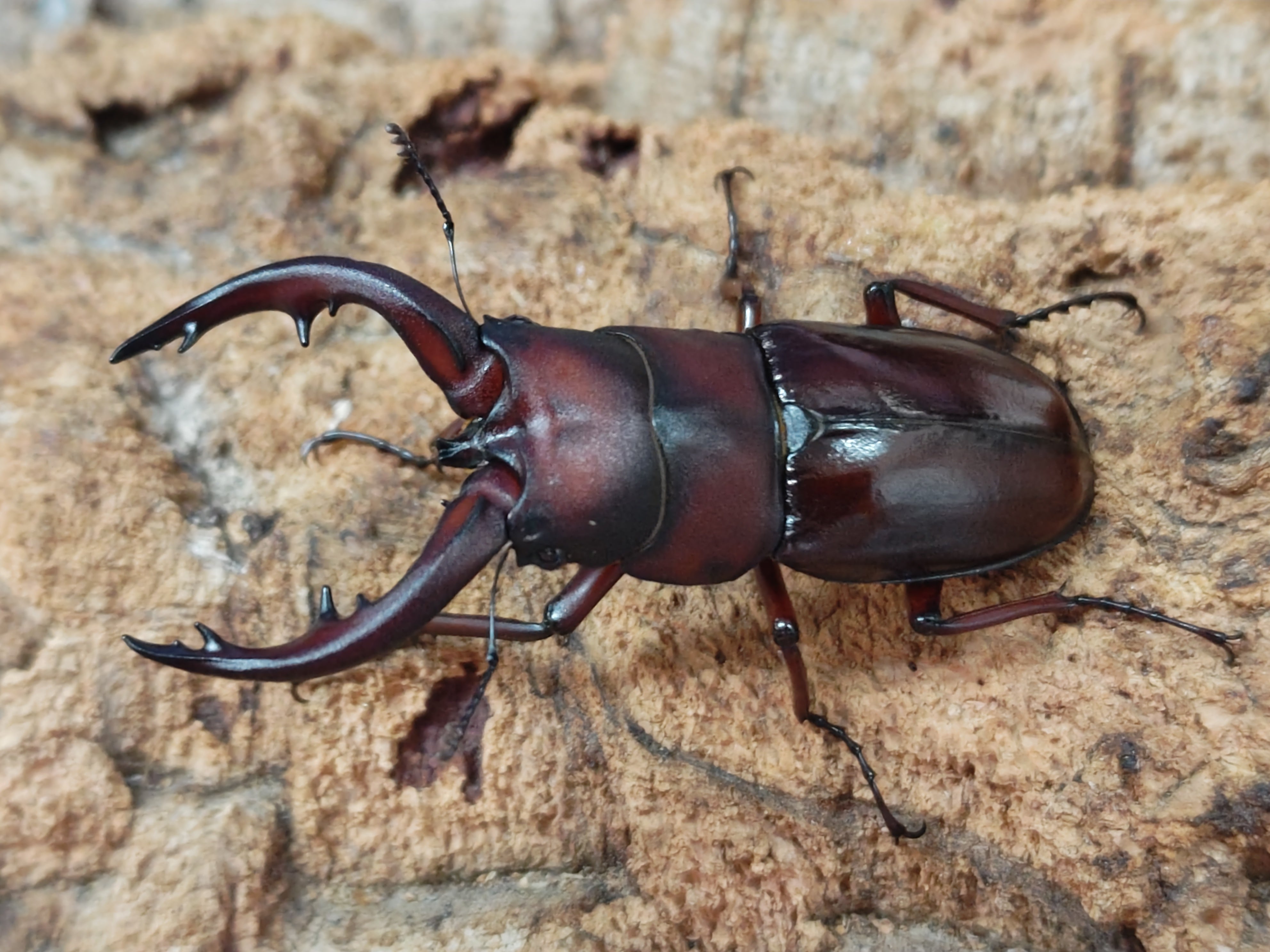 油絵クワガタムシ 2025.7.12.新入荷!! – クワガタムシ・カブトムシ昆虫専門店COLORS