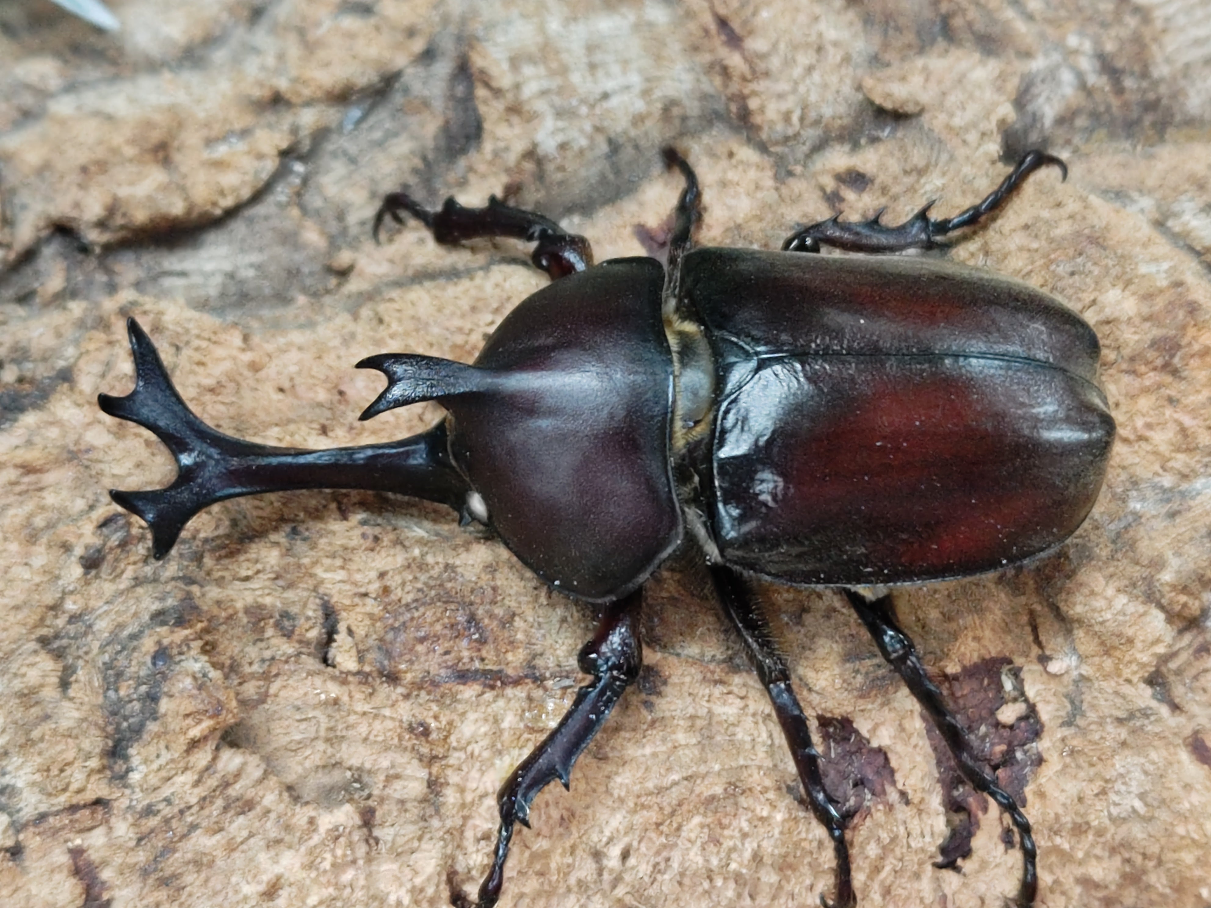 2025.7.3.新入荷!! – クワガタムシ・カブトムシ昆虫専門店COLORS