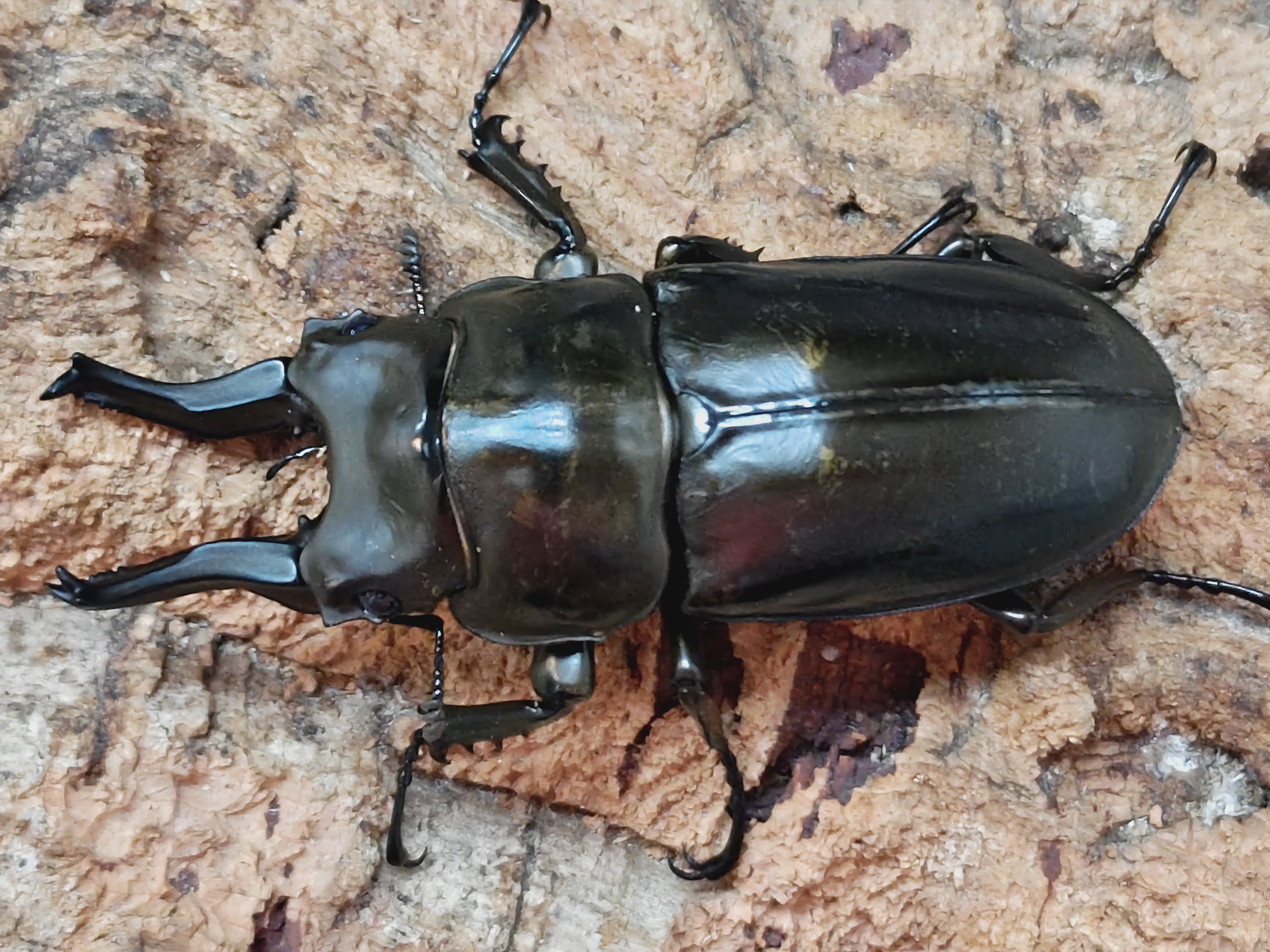 世界のカブトムシ 上 日本のマルバネクワガタ 250px-
