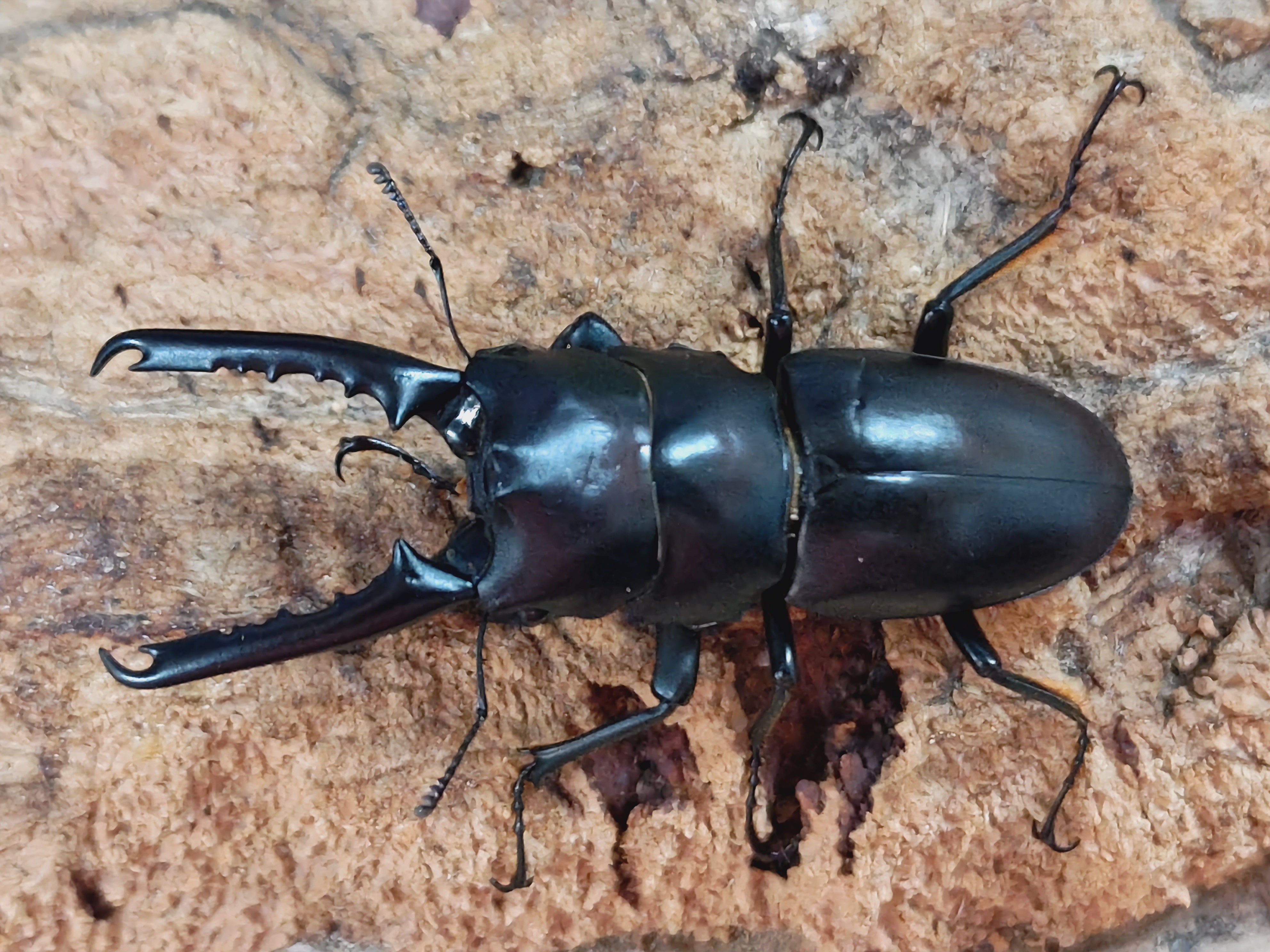 2025.8.2.新入荷!! – クワガタムシ・カブトムシ昆虫専門店COLORS