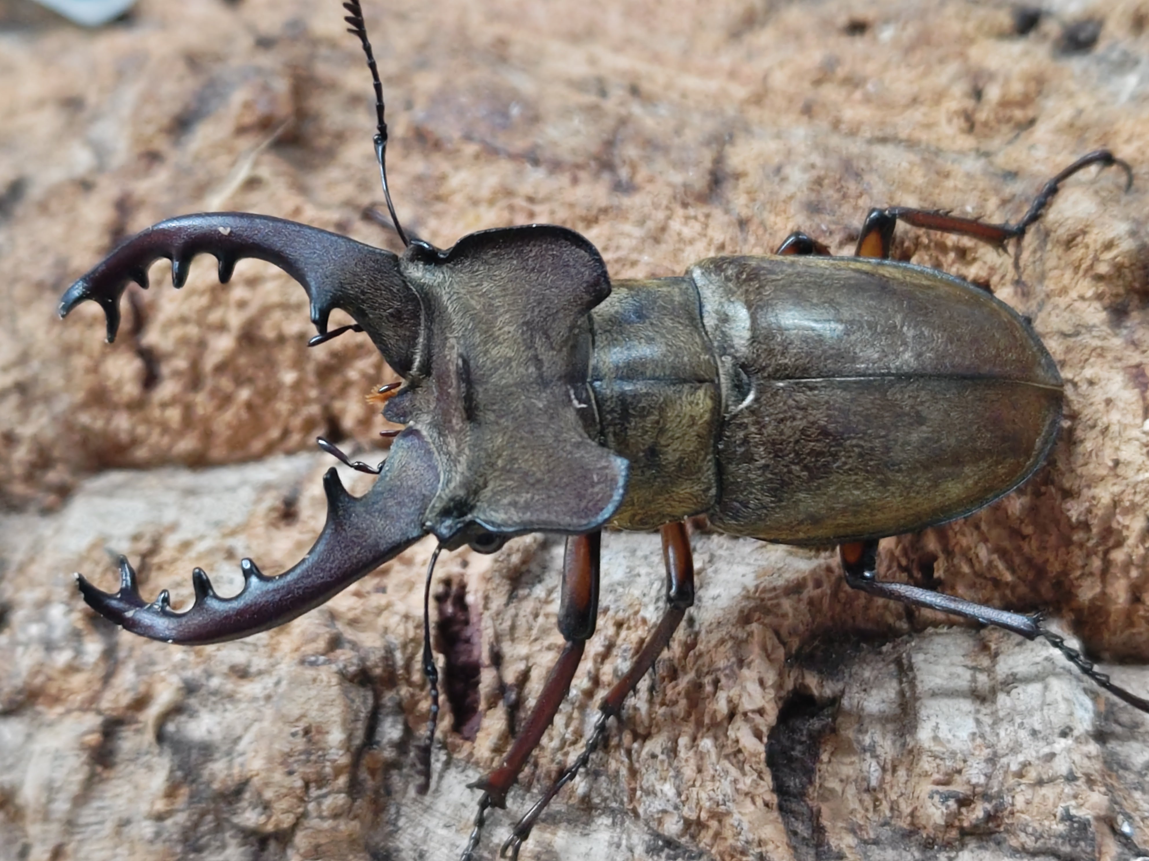 油絵クワガタムシ 2025.8.18.新入荷!! – クワガタムシ・カブトムシ昆虫専門店COLORS