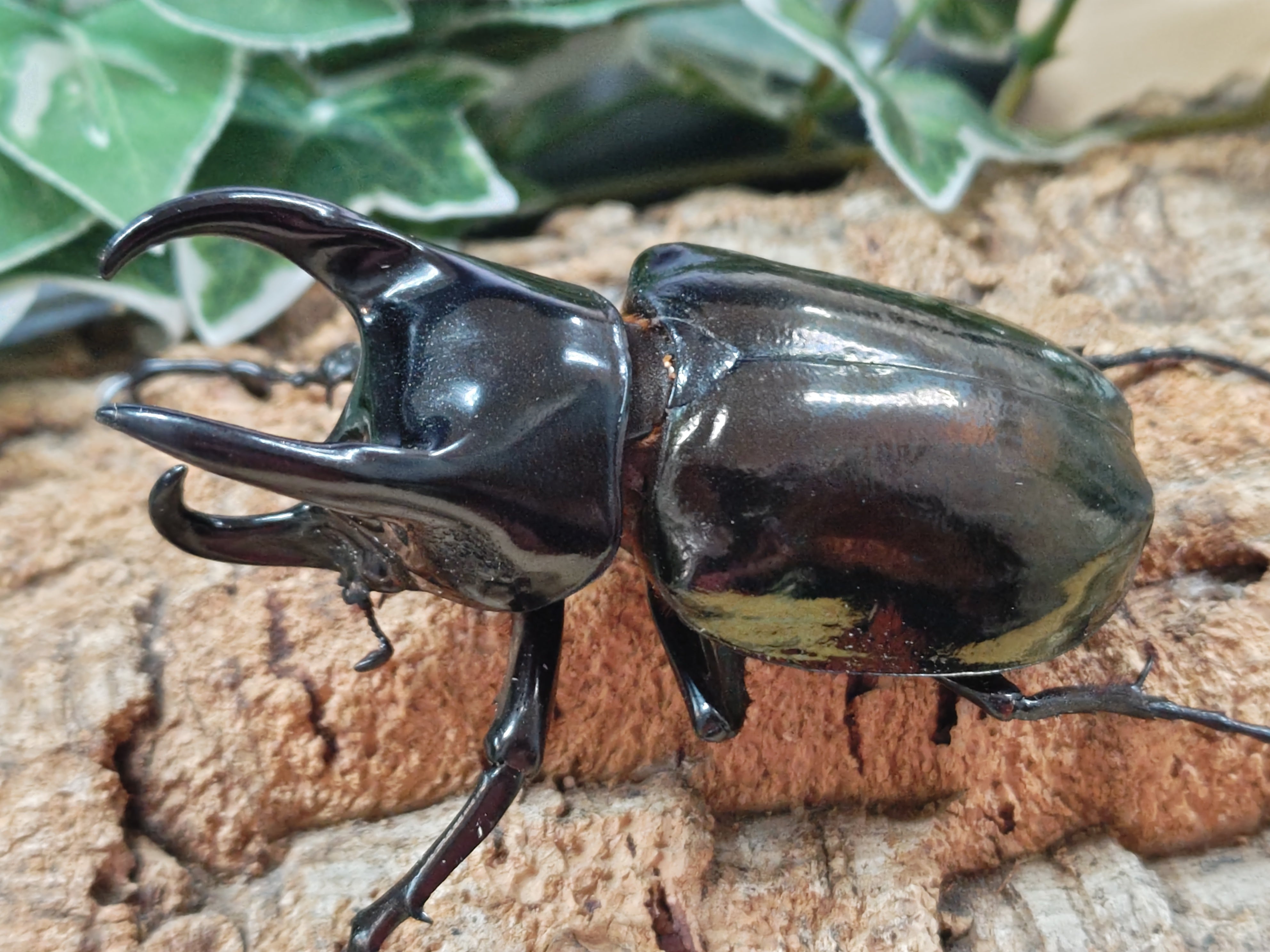 カブトムシ、クワガタムシガラスケースプラス登り木2本 2025.1.27.新入荷!! – クワガタムシ・カブトムシ昆虫専門店COLORS