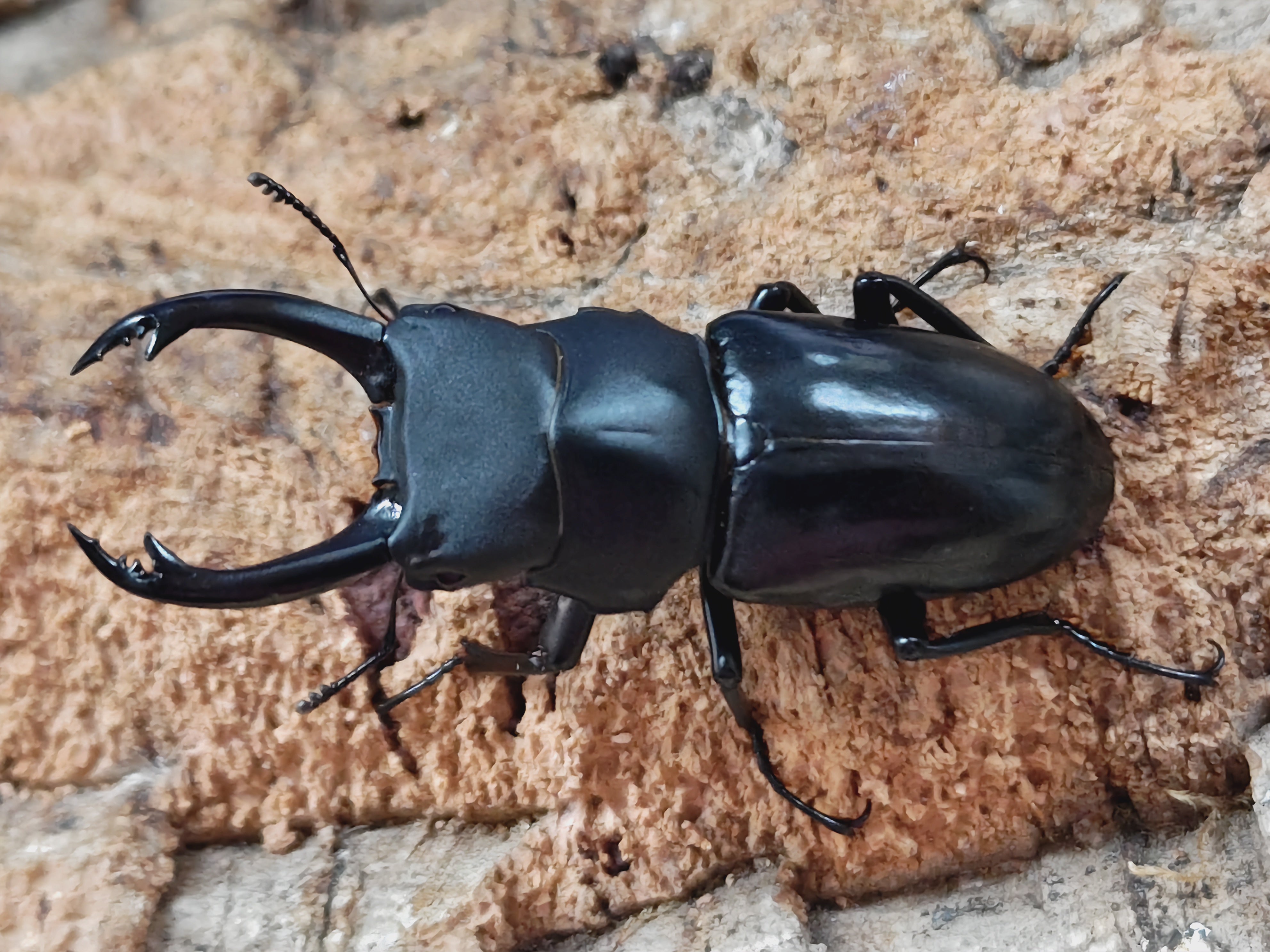 2025.8.26.新入荷!! – クワガタムシ・カブトムシ昆虫専門店COLORS