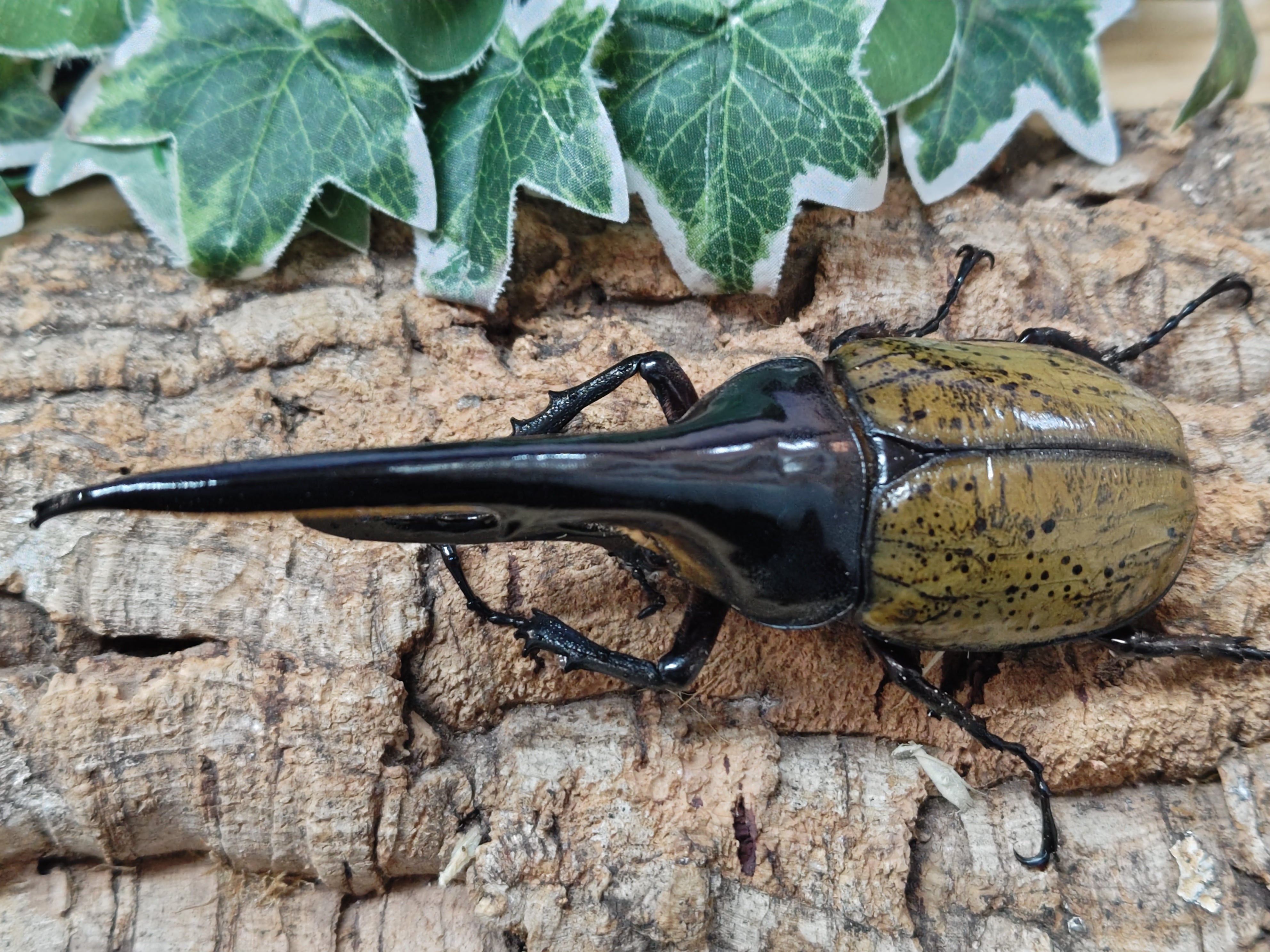 クラフト昆虫 里山の夏No.3 クラフトクワリウム 木製ベース クラフト