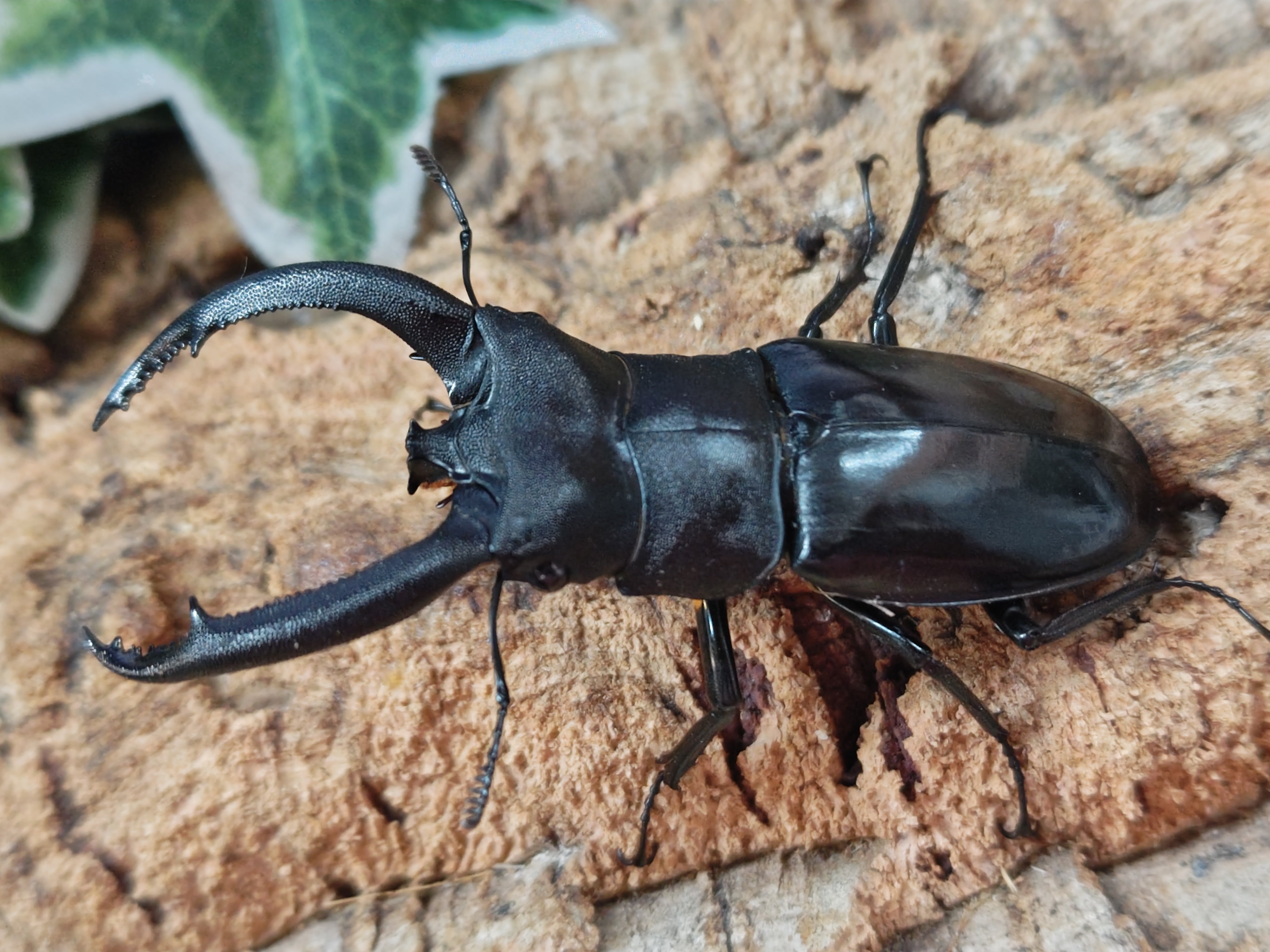ガテマラ産　クルグイツノハナムグリ　39mm ガテマラ産 クルグイツノハナムグリ 39mm