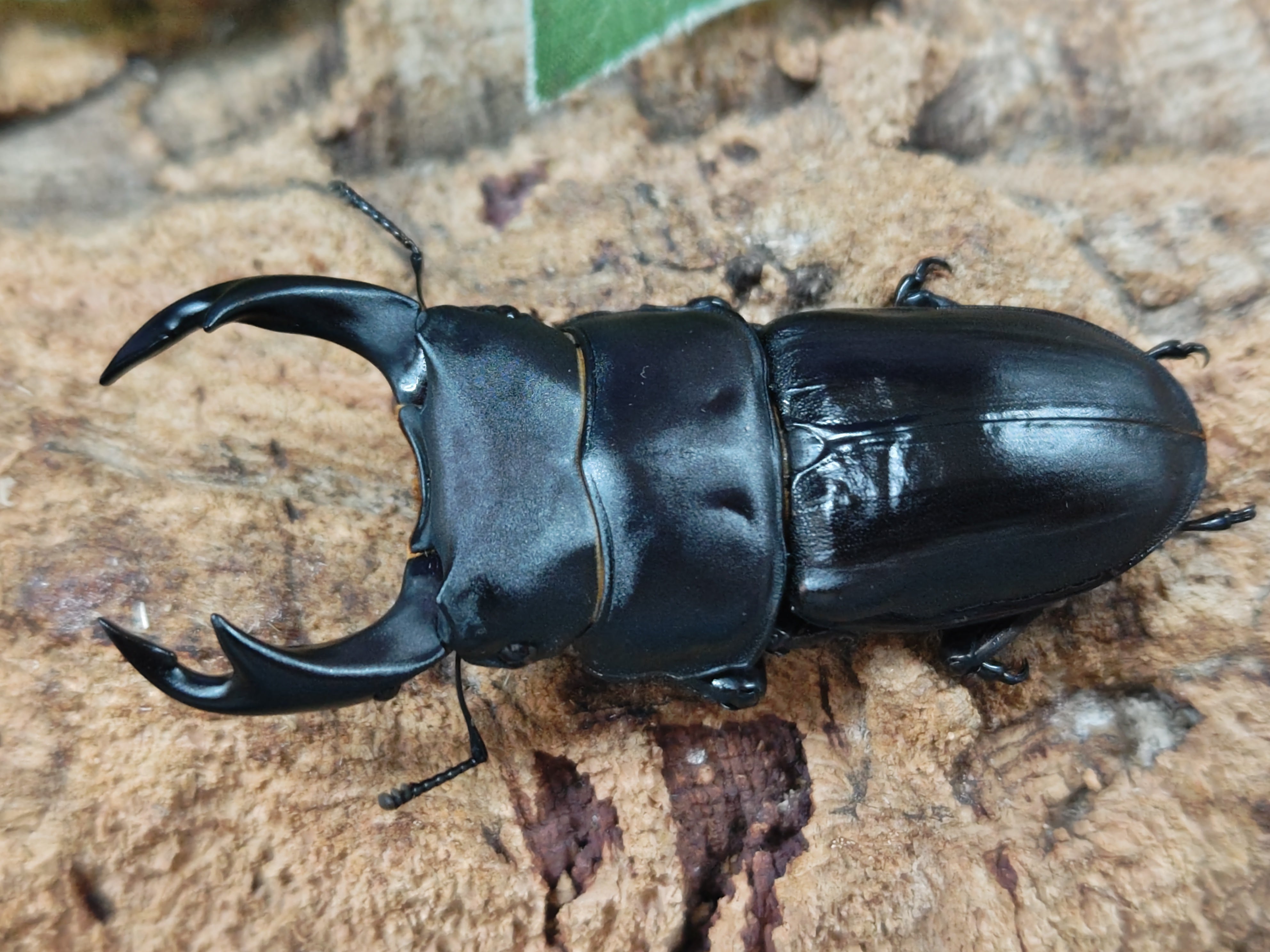 2025.9.23.新入荷!! – クワガタムシ・カブトムシ昆虫専門店COLORS