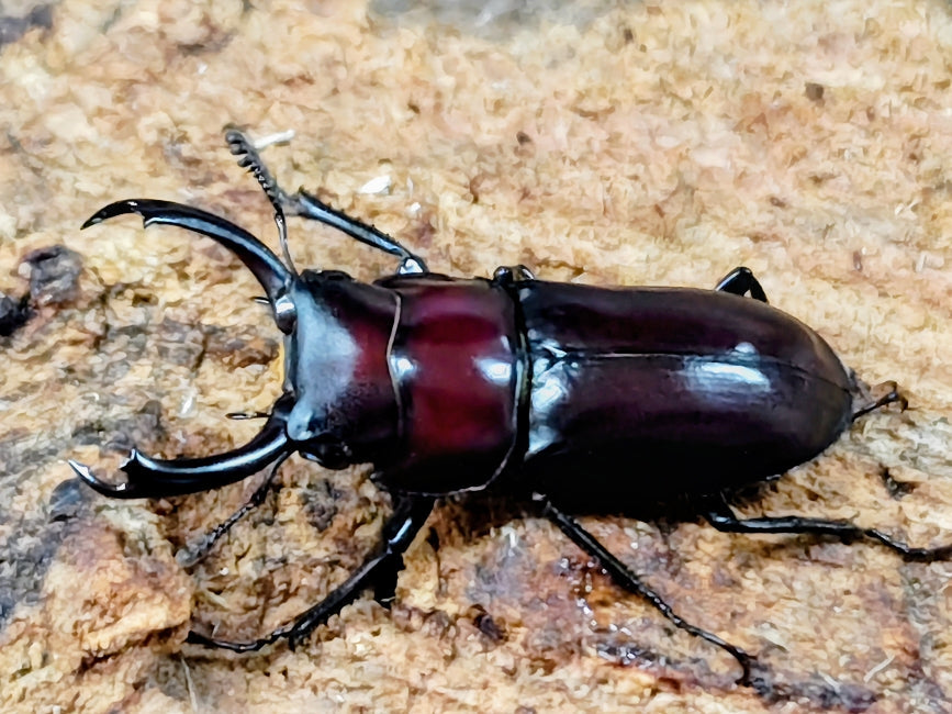 2025.11.16.新入荷!! – クワガタムシ・カブトムシ昆虫専門店COLORS