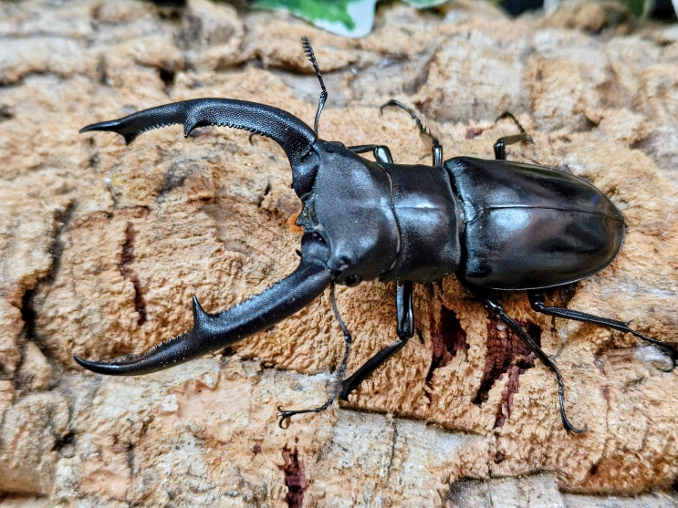 2025.11.21.新入荷!! – クワガタムシ・カブトムシ昆虫専門店COLORS