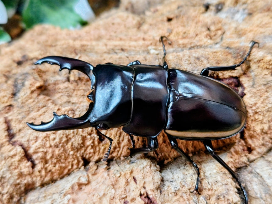 新種　極美　カタゾウムシ カタゾウムシ | フィリピン産Pachyrhynchus属を中心に – セルヴォラン