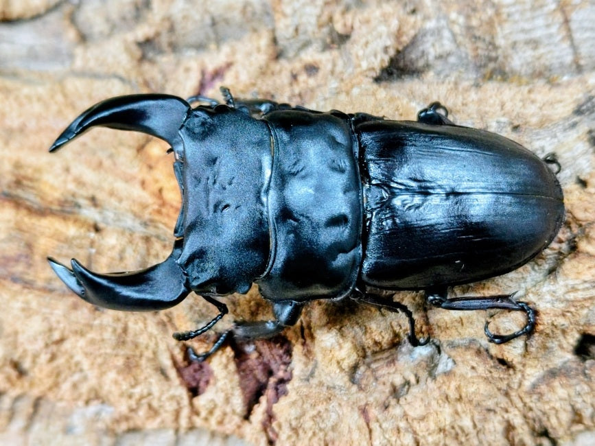 2025.12.12.新入荷!! – クワガタムシ・カブトムシ昆虫専門店COLORS