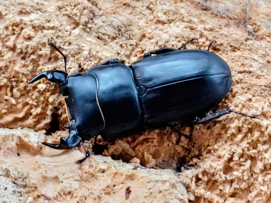 2025.12.18.新入荷!! – クワガタムシ・カブトムシ昆虫専門店COLORS