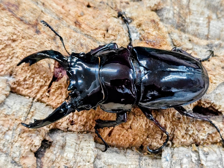 レザー　昆虫　ブローチ　博物フェス　クワガタ　カブトムシ　リアル　ラメ　キラキラ レザー 昆虫 ブローチ 博物フェス クワガタ カブトムシ リアル ラメ
