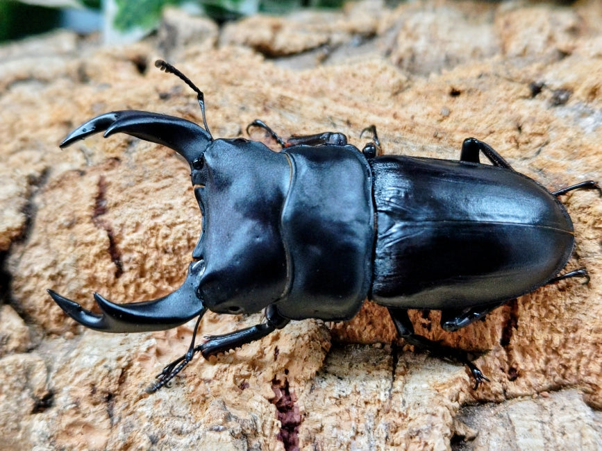 2026.1.2.新入荷!! – クワガタムシ・カブトムシ昆虫専門店COLORS