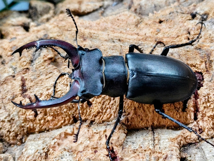6月1日まで限定セール 昆虫標本 クワガタムシ 6月1日まで限定セール