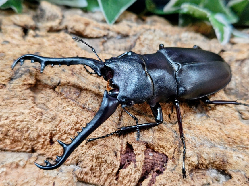 2026.2.10.新入荷!! – クワガタムシ・カブトムシ昆虫専門店COLORS