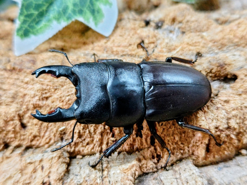 2026.3.5.新入荷!! – クワガタムシ・カブトムシ昆虫専門店COLORS