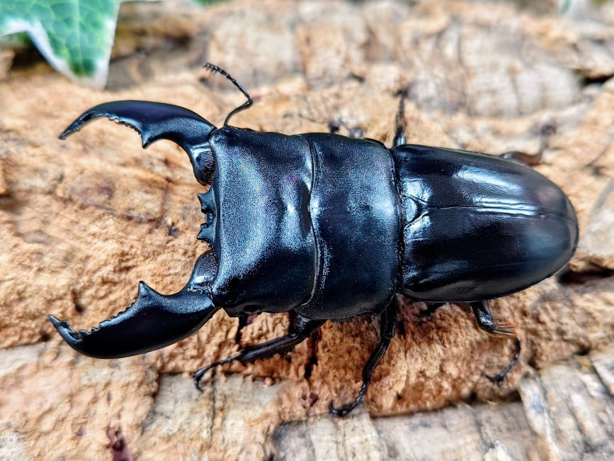 2026.3.14.新入荷!! – クワガタムシ・カブトムシ昆虫専門店COLORS