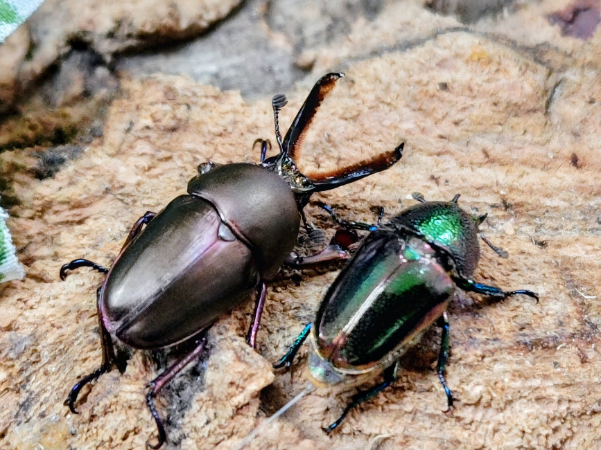 2026.3.23.新入荷!! – クワガタムシ・カブトムシ昆虫専門店COLORS