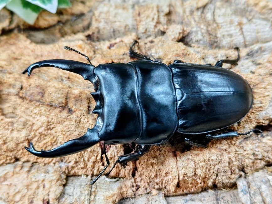 2026.3.24.新入荷!! – クワガタムシ・カブトムシ昆虫専門店COLORS