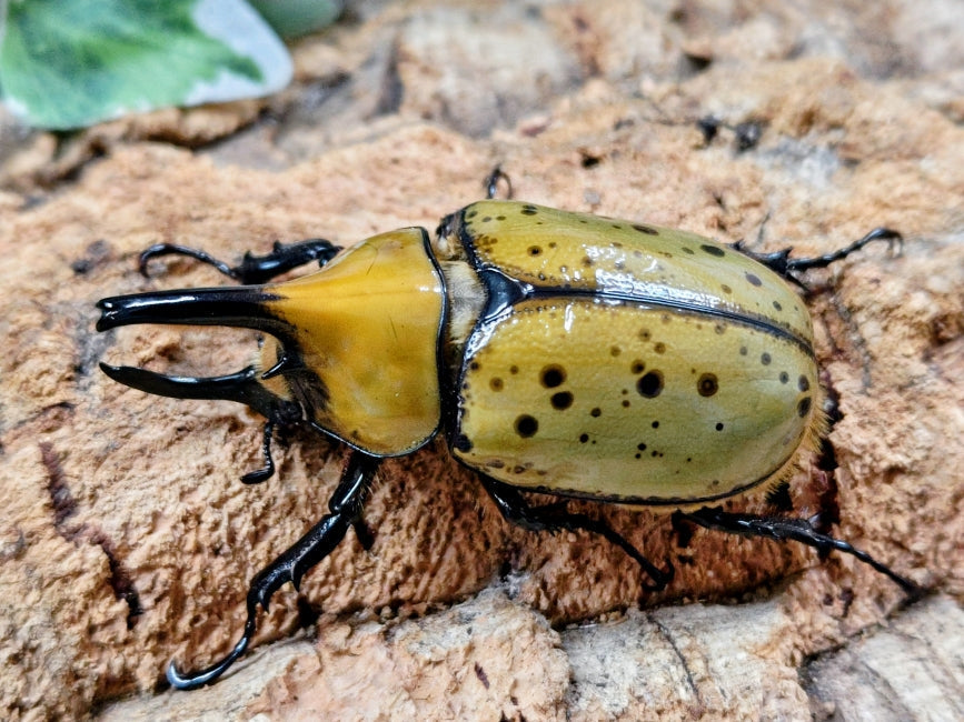 2026.4.2.新入荷!! – クワガタムシ・カブトムシ昆虫専門店COLORS