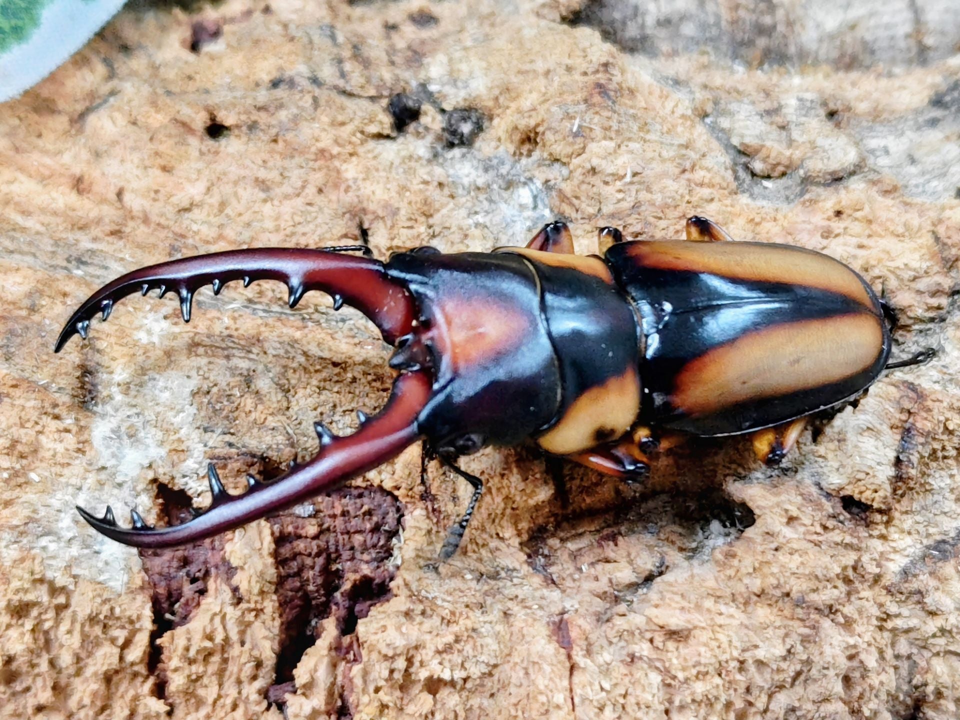 2026.4.9.新入荷!! – クワガタムシ・カブトムシ昆虫専門店COLORS