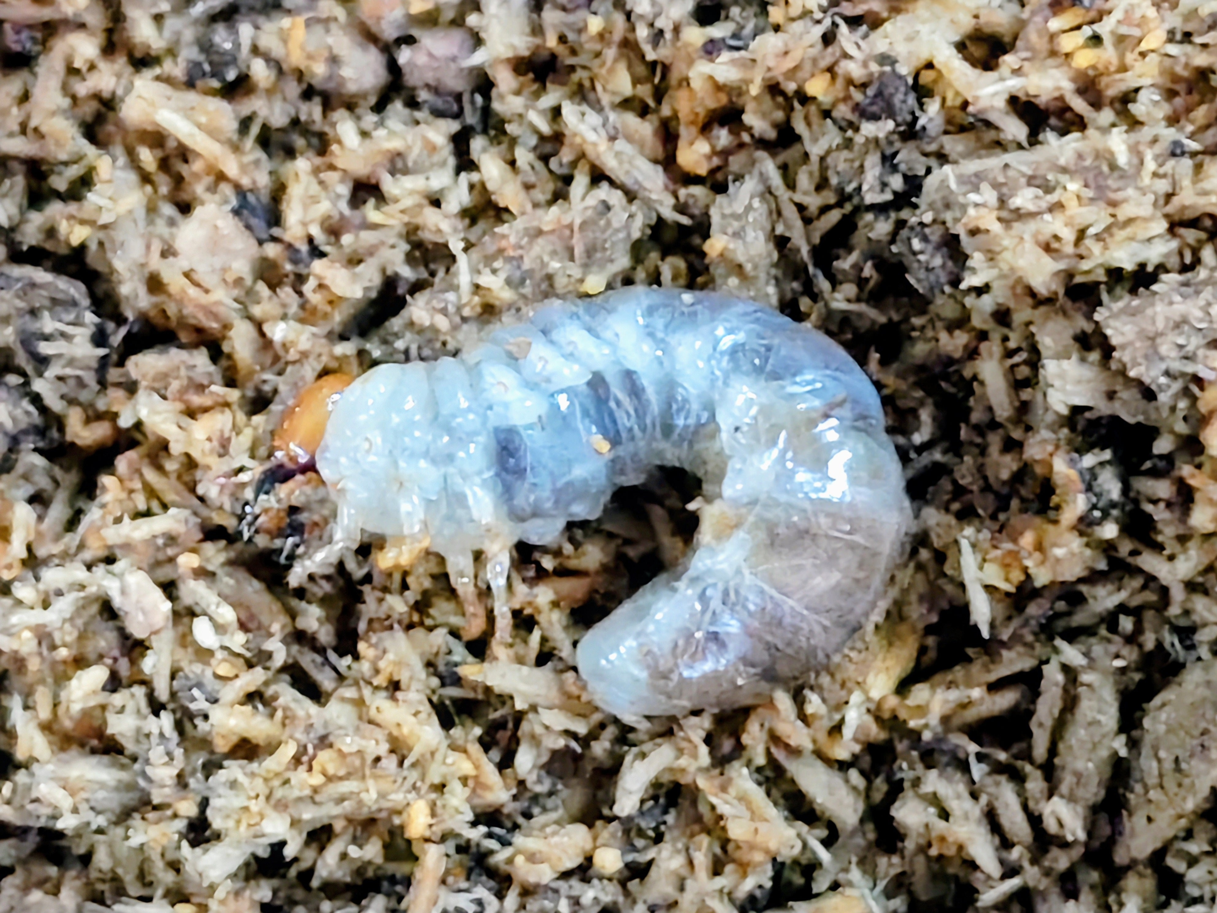 2026.4.17.新入荷!! – クワガタムシ・カブトムシ昆虫専門店COLORS