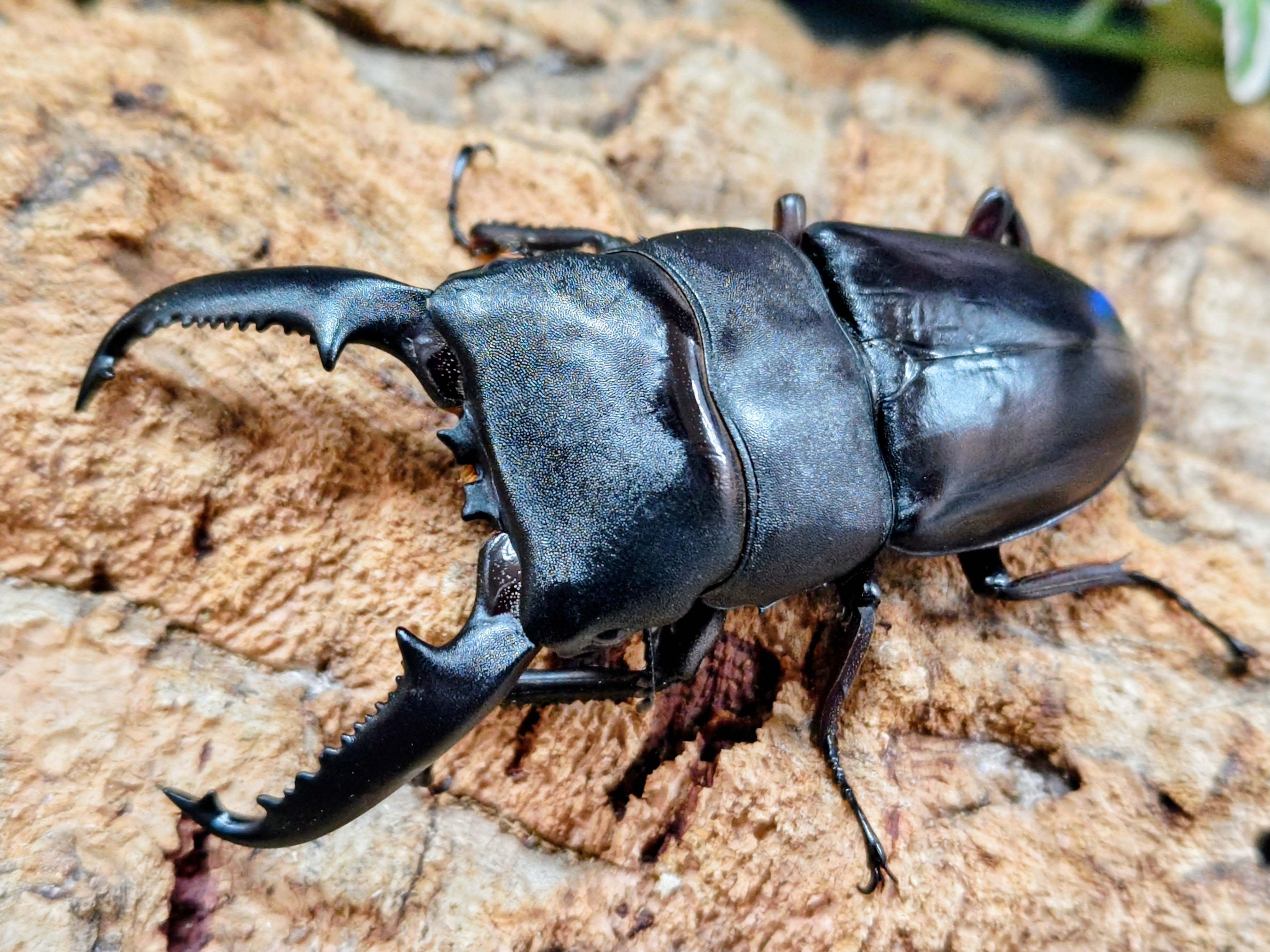 クワガタムシ ジオラマ　3　交換可能 2026.4.20.新入荷!! – クワガタムシ・カブトムシ昆虫専門店COLORS